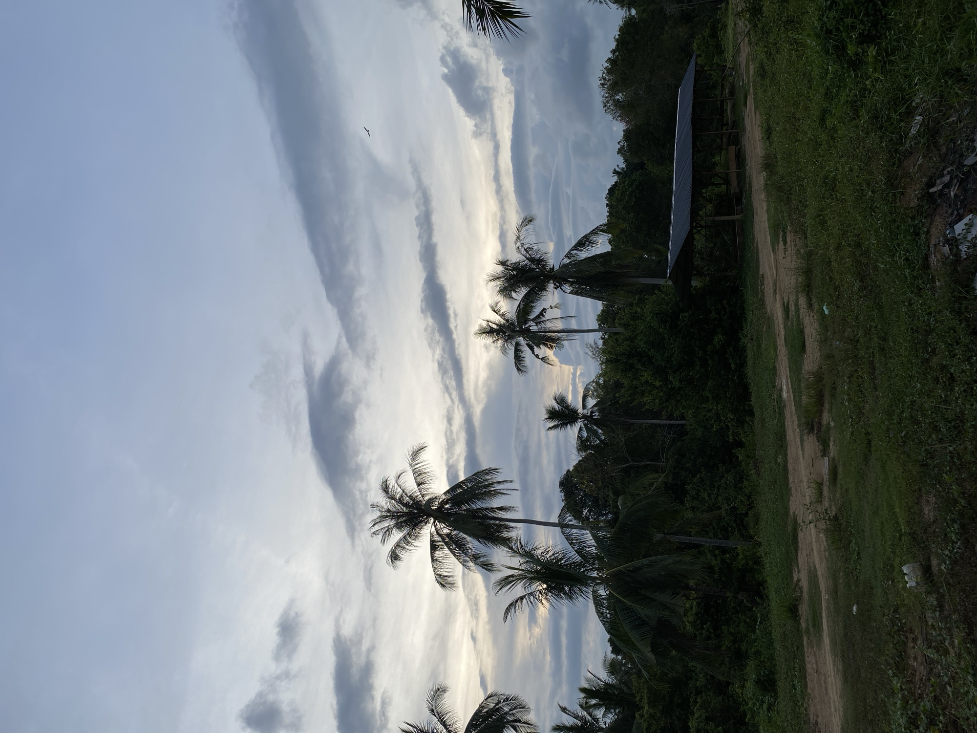 The image depicts a view of the sky with dramatic, striated clouds above a tropical landscape. There are several coconut palm trees silhouetted against the bright sky. In the upper right, there is an open-sided structure with a roof. A dirt path runs along the right edge of the frame, bordered by lush vegetation. The image appears to be taken in a location near Seuneubok Teungoh, Indonesia. A bird is visible in the sky in the top left.
