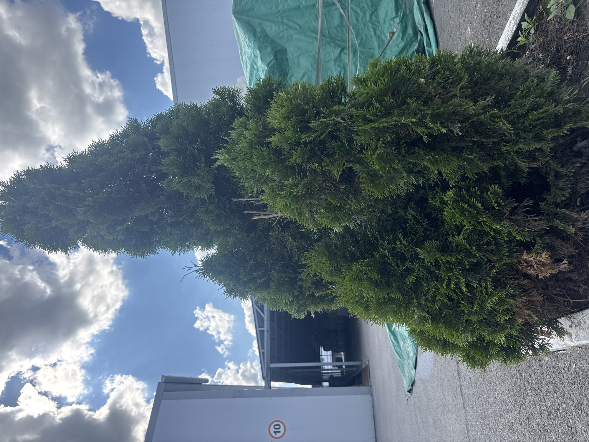 The image depicts an outdoor scene with a focus on a tall, conical evergreen shrub. The shrub is lush green and fills a significant portion of the frame, with some browning visible on its lower branches. In the background, a large, light-colored building with a white roofline is partially visible on the left. To the right and behind the shrub, a structure with a gray metal frame and a green tarp covering parts of it can be seen. The sky is visible above the building and shrub, filled with scattered white and gray clouds against a bright blue background. The lighting suggests it is daytime, likely sunny. On the side of the white building, a circular sign with the number "10" inside a red border is visible. The overall setting appears to be an industrial or commercial area, possibly a nursery or a construction site, given the presence of the tarp and building. There are no people visible in the image.