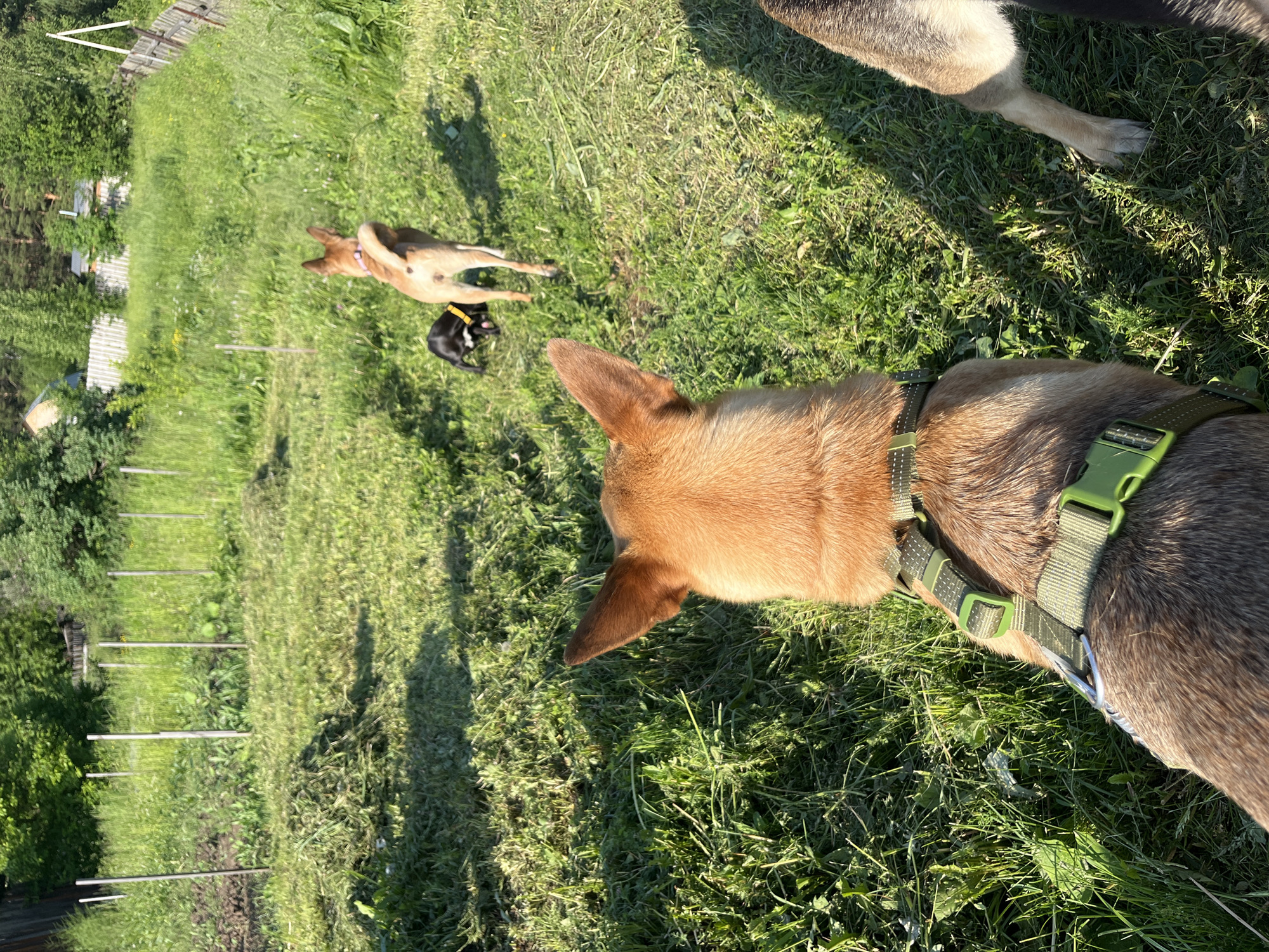 A first-person perspective of a dog wearing a green harness in a grassy, outdoor setting. The dog's head and part of its body are in the foreground, facing away from the camera and towards a group of other dogs in the midground. One dog, a tan and brown medium-sized breed, stands facing away from the camera, looking into the distance. To its left, a small black and tan dog is partially visible, its head down as if playing or sniffing. Further in the background, the environment is a rural or suburban yard with uncut grass, scattered piles of cut grass, and wooden stakes forming a loose fence line. Trees and foliage are visible in the background, along with glimpses of a wooden fence and structures that suggest a residential area in Nizhny Tagil, Russia. The lighting indicates it is daytime, likely late afternoon, with shadows cast by the sunlight.