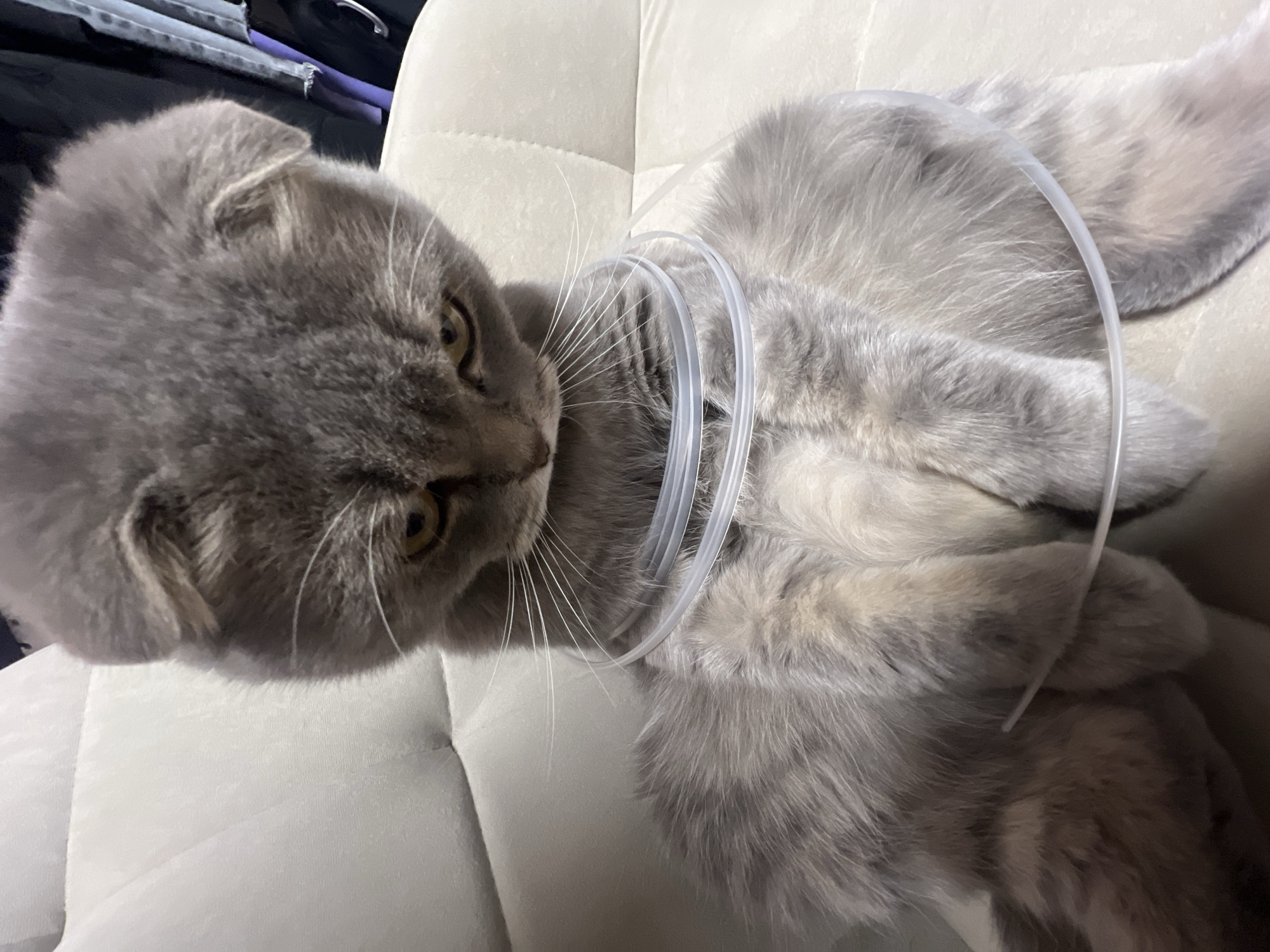 A grey Scottish Fold cat is sitting on a light-colored couch. The cat has its ears folded forward and is looking down with a sad expression. A clear plastic tube is looped around the cat's neck and chest, resting on its fur. The background shows a blurry view of clothing hanging on a rack. The image does not provide any information about the city of Votkinsk, Russia.