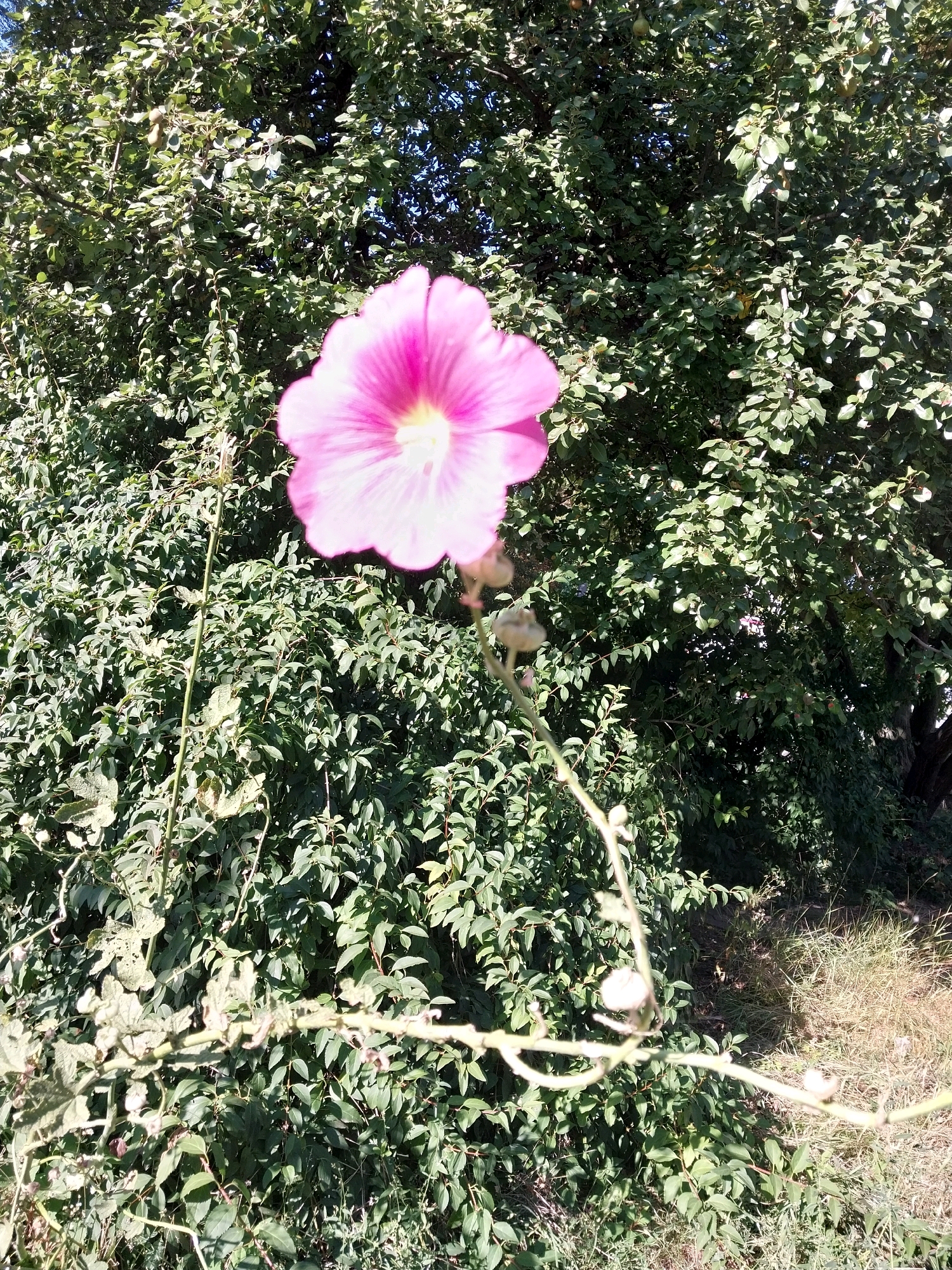 The image shows a close-up of a pink hollyhock flower in bloom, set against a backdrop of lush green foliage. The flower is positioned in the center-left of the frame, with its petals unfurled and a soft yellow center. Behind the flower, dense green leaves of a tree and a shrub create a textured background. The lighting suggests it is daytime, with sunlight filtering through the leaves. The environment appears to be an outdoor setting, possibly a garden or park within the city of Dnipro, Ukraine, characterized by abundant vegetation. There are no people or animals visible in the image. The foreground shows a thorny stem with some dried leaves, indicating the presence of a plant's growth habit. The overall impression is one of natural beauty and growth.
