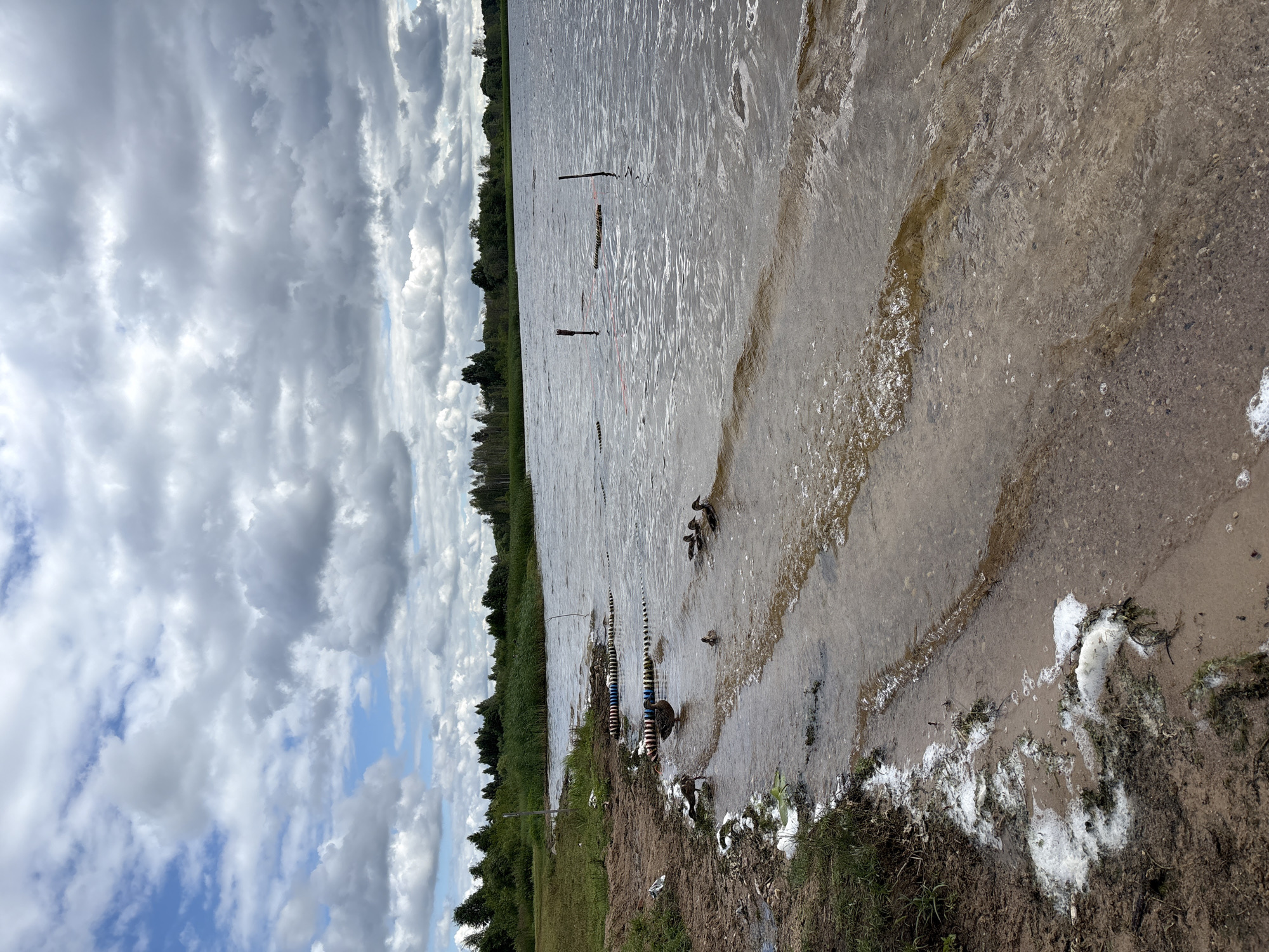 The image depicts a lakeside scene in Мазалаўскі сельскі Савет, Belarus. The foreground shows a muddy shoreline with some white foamy debris and green grass. The water is calm with small waves lapping at the shore. Several ducks are visible in the water, including adult ducks and ducklings. In the water, there are also two red marker poles connected by a rope and a series of buoys or floats made of colorful plastic rings. In the background, a dense line of trees and reeds separates the lake from the sky, which is filled with dramatic, heavy grey clouds interspersed with patches of blue sky.