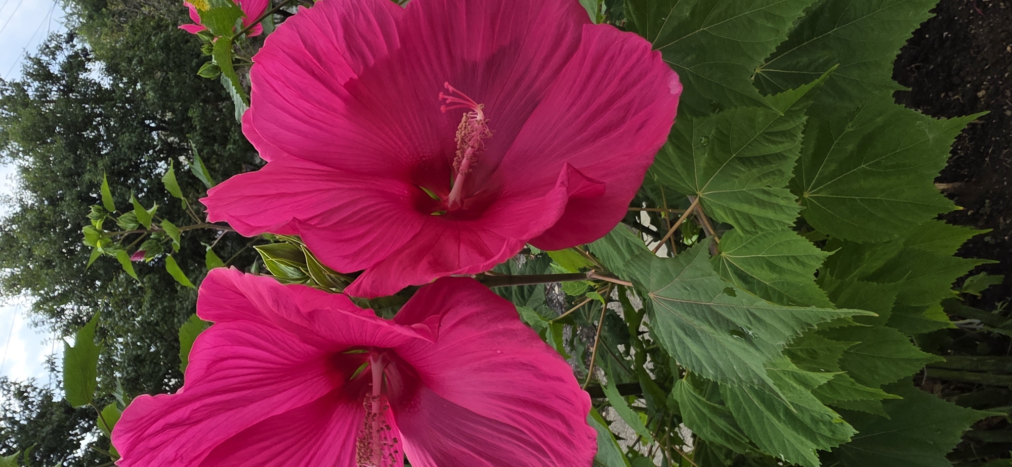 This vertical, full shot image captures a close-up view of two vibrant, bright pink hibiscus flowers in full bloom, situated in what appears to be a garden setting. The flowers are the dominant subjects, filling most of the frame. Their large, delicate petals are deeply pleated and radiate outwards from the center, showcasing a complex and intricate structure. The stamens, a lighter pink with darker tips, are prominently visible within each flower, extending outwards.
Surrounding the flowers are lush, deep green leaves, some of which are partially obscured by the blossoms. The leaves are broad and have serrated edges, with distinct veins visible. In the background, a dense backdrop of dark green foliage from trees creates a soft, blurred contrast to the sharp detail of the flowers and leaves in the foreground. The sky, visible at the very top of the image, is a pale blue with some scattered white clouds. The overall lighting suggests a natural, possibly overcast, daytime scene. The image does not contain any people or indications of human interaction. The environment suggests a well-maintained garden or park, with the rich greenery indicating a healthy ecosystem. The specific location in the city of Mineralnye Vody, Russia, is not visually indicated by any landmarks or recognizable features within the photograph itself.