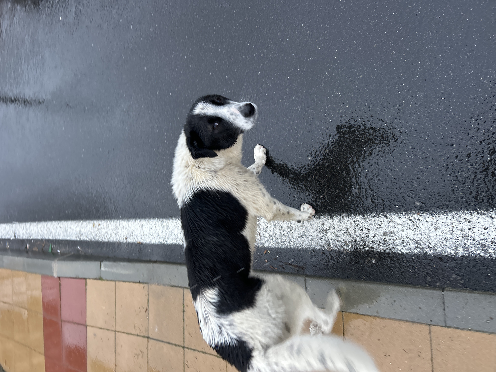 A black and white dog stands on its hind legs on a wet street in Zlatograd, Bulgaria. The dog's front paws are on the wet asphalt, partially obscuring a white lane marking. The street is adjacent to a sidewalk paved with beige, brown, and red tiles and bordered by a gray curb. The street appears to be recently rained on, evident by the water droplets and reflections on the surface. The background is blurred, suggesting a shallow depth of field.