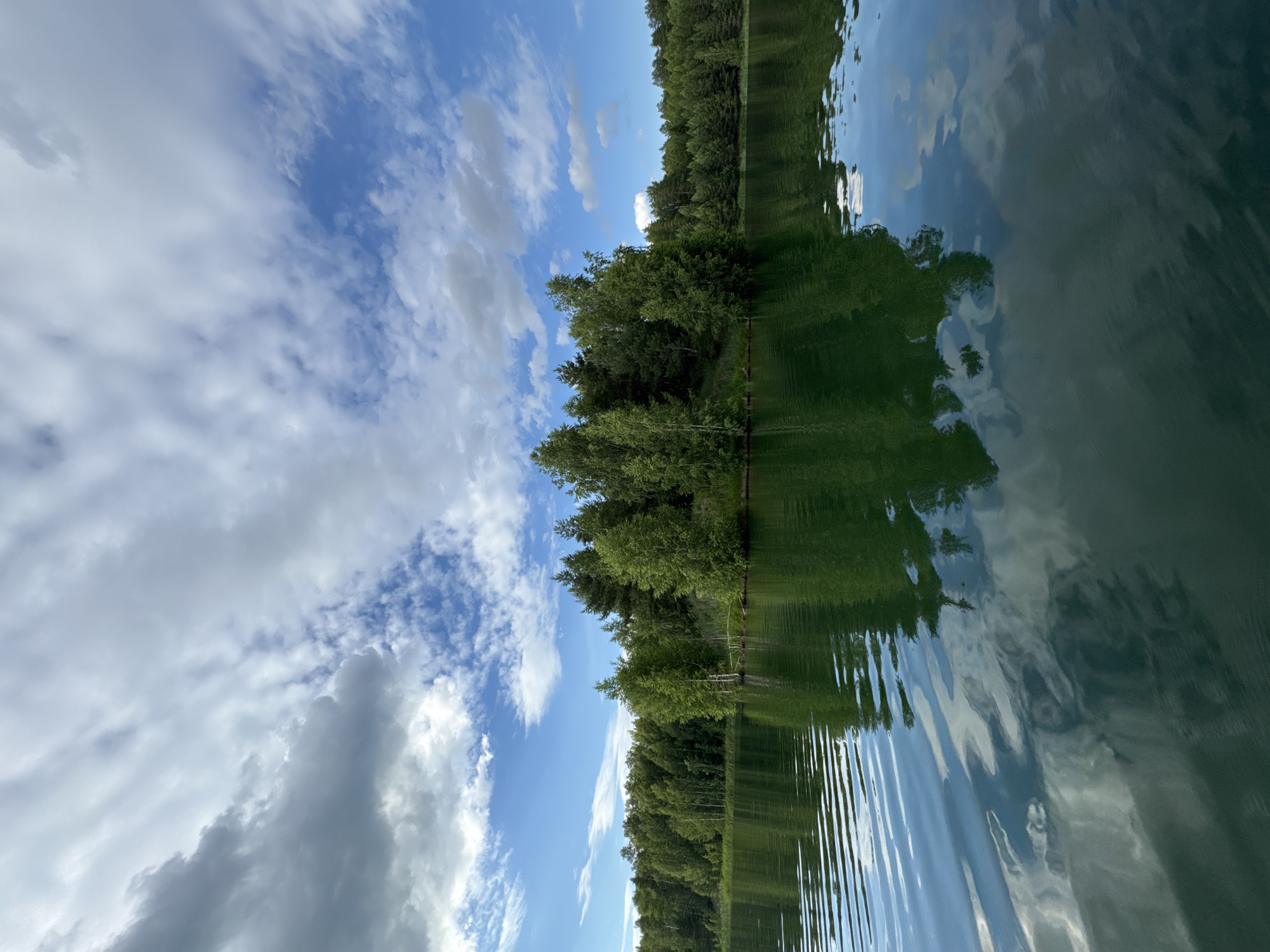 The image depicts a tranquil natural scene, likely a lake or body of water in the vicinity of Novyi, Russia. A dense, lush green forest lines the shore, with a prominent island covered in trees situated in the middle distance. The water surface is calm with gentle ripples, reflecting the vibrant green of the trees and the bright blue sky dotted with white, fluffy clouds. The overall impression is one of serene, untouched nature. There are no people or man-made objects visible in the frame.