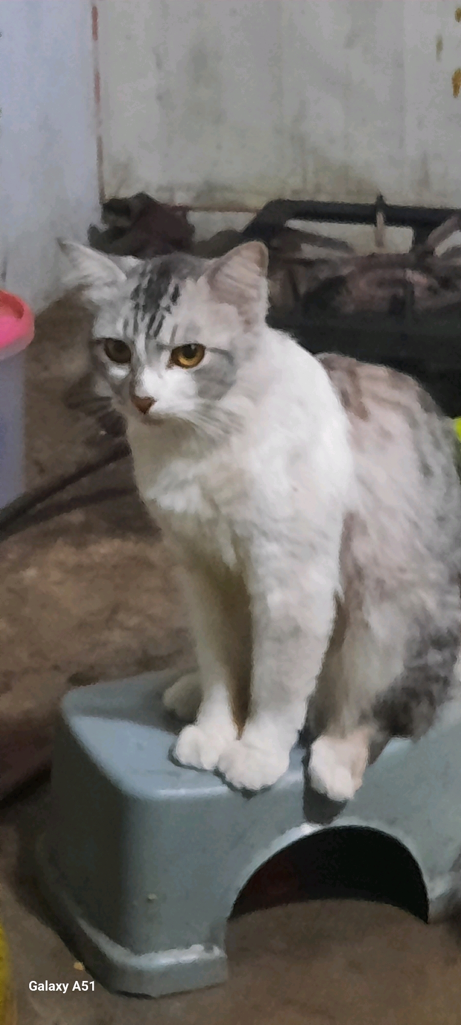 A medium-shot, portrait-oriented, slightly blurry photograph shows a fluffy, long-haired cat with grey and white markings sitting on a light blue plastic step stool. The cat is facing the left side of the frame, with its body angled slightly towards the viewer. It has alert, yellow eyes, a pink nose, and prominent grey stripes on its forehead and ears. Its fur appears soft and well-groomed. The cat's front paws are neatly tucked beneath its chest, and its hind legs are tucked to the side.
The background is dimly lit and appears to be an indoor environment. To the left, a portion of a pink object is visible, possibly a toy. Behind the cat, a rough, textured wall with some staining and discoloration is visible. A dark, horizontal bar or shelf is present in the middle ground, with indistinct objects piled behind it. The floor is a mottled brown and grey surface.
The bottom left corner of the image contains the text "Galaxy A51," indicating the device used to capture the photograph. The scene is situated in the city of Selopuro, Indonesia. The overall impression is that of a domestic setting, with the cat as the primary subject of interest.