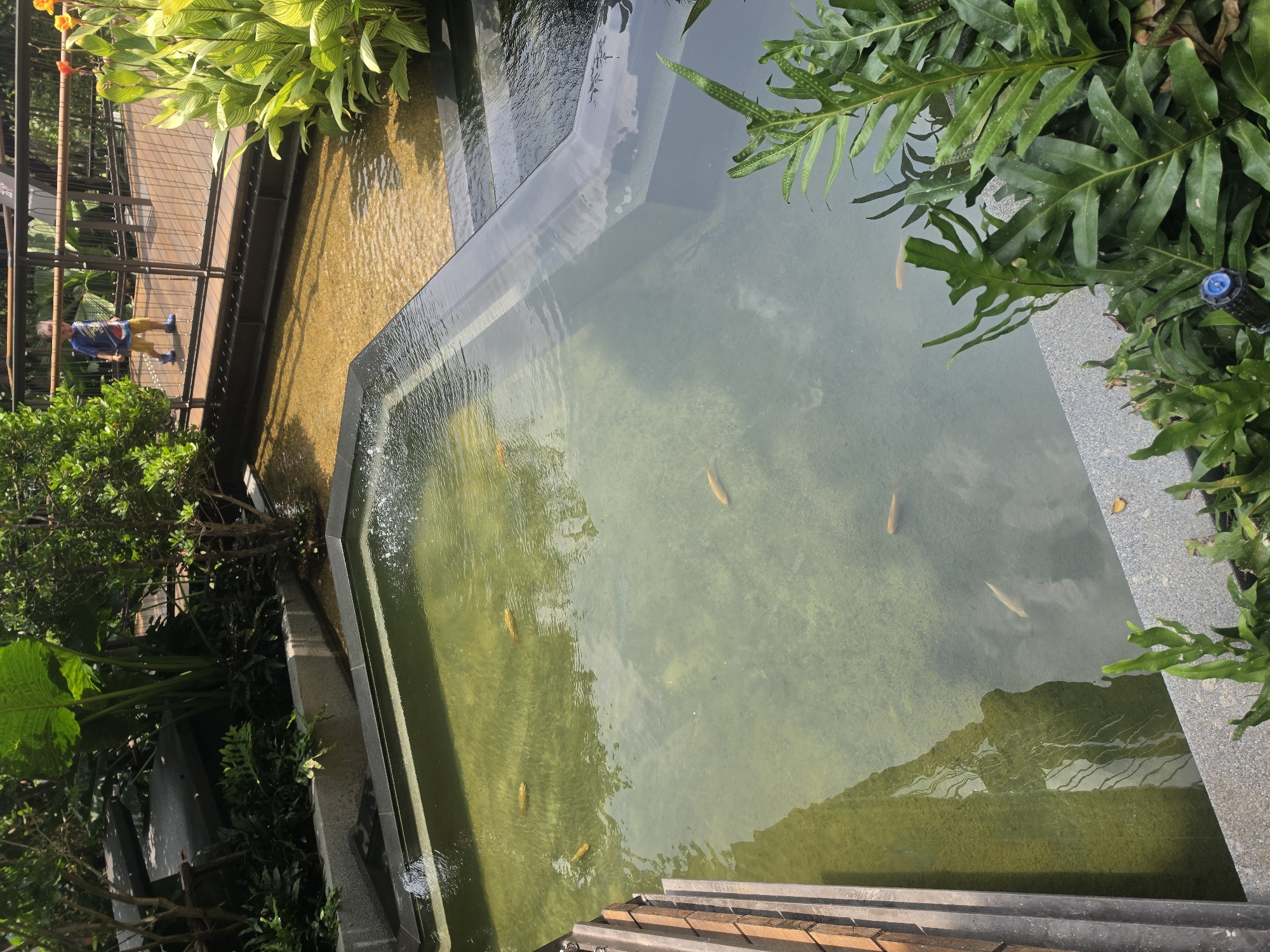 The image shows a pond with several fish swimming inside. The pond has a concrete border with plants growing around the edge. Some steps lead down into the pond. A bridge with a wooden walkway is visible in the background, with a person walking on it. The location of this pond is in the city of Bangkok, Thailand.
