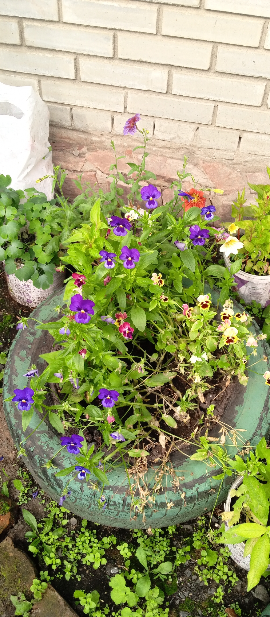 In the city of Nazarovo, Russia, a close-up shot captures a vibrant display of pansies and other flowers planted in a repurposed green tire. The flowers, primarily purple, with some white, yellow, and red varieties, are in full bloom, creating a colorful tapestry against the backdrop of a light-colored brick wall. The tire planter is positioned on the ground, surrounded by lush green foliage and small wildflowers. The scene suggests a garden or outdoor decorative arrangement, with the textured brick wall providing a rustic element.