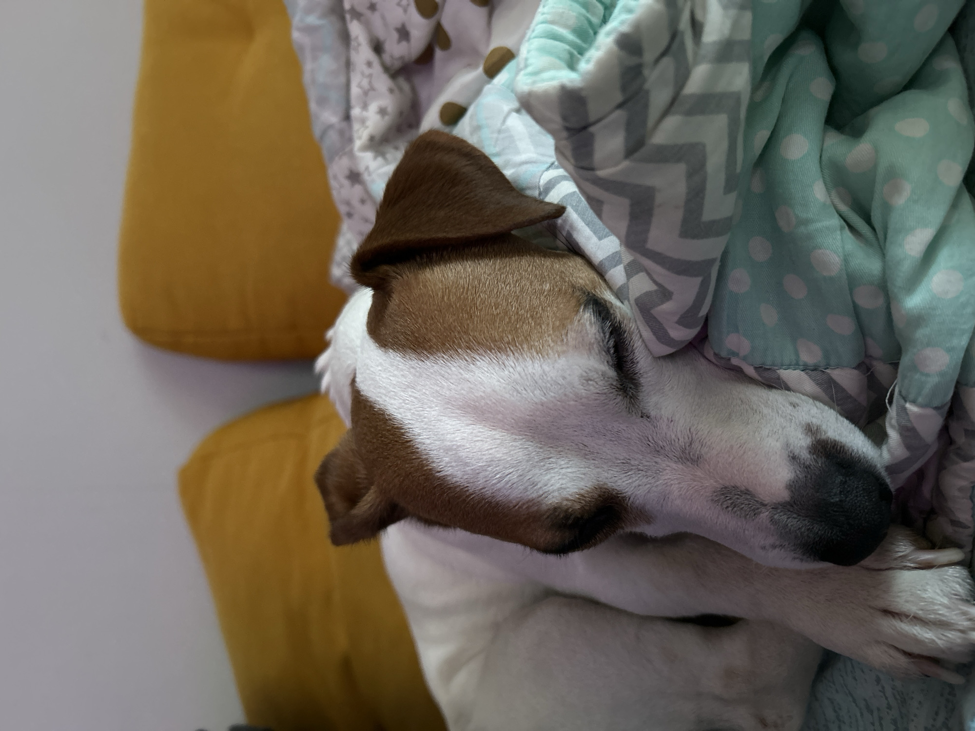 A Jack Russell Terrier dog is depicted sleeping indoors in Chaikovsky, Russia. The dog, primarily white with distinct brown patches on its head and ears, is curled up with its eyes closed, resting on a bed or couch. Multiple layers of bedding are visible, including a top blanket with a light grey and white chevron pattern, a light blue/teal blanket underneath with white polka dots, and another light-colored blanket featuring star motifs and small brown shapes. In the background, two mustard-yellow cushions or pillows are positioned against a light-colored wall.