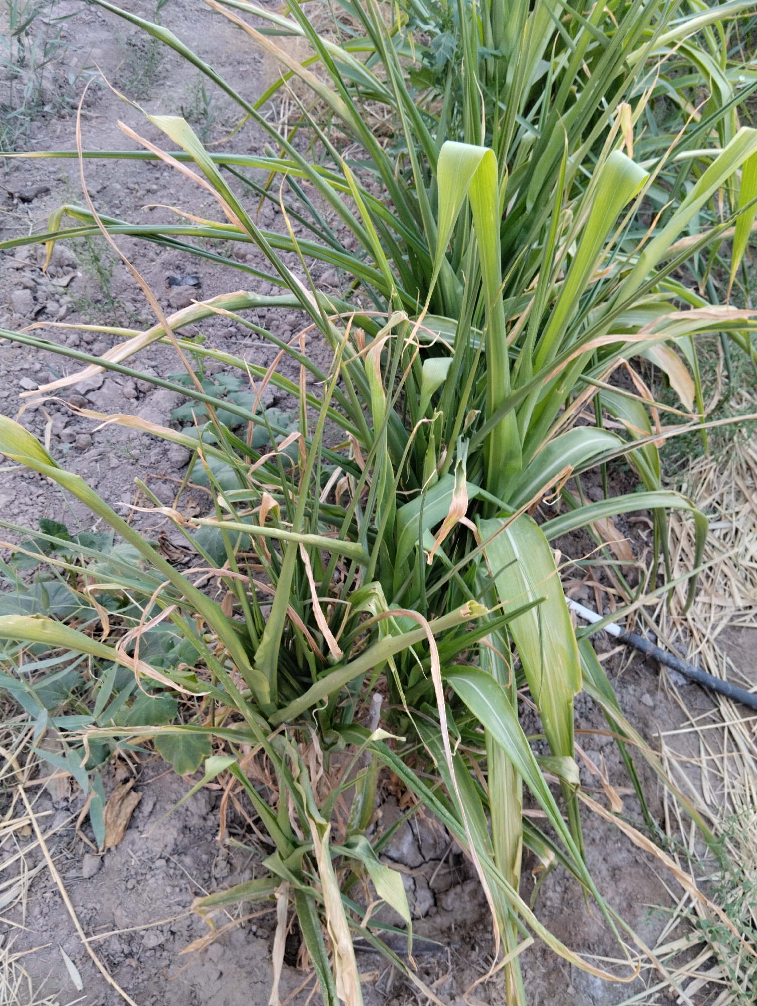 The image shows a close-up view of several stalks of green and dry vegetation growing in dark, cracked soil. Some of the plants are lush and green with long, slender leaves, while others have dried, straw-colored leaves and stems. The ground is covered with dirt, dry grass, and a black irrigation tube is visible on the right side of the frame. The scene appears to be an outdoor agricultural or garden area. The location is identified as Qanlikul, Uzbekistan.