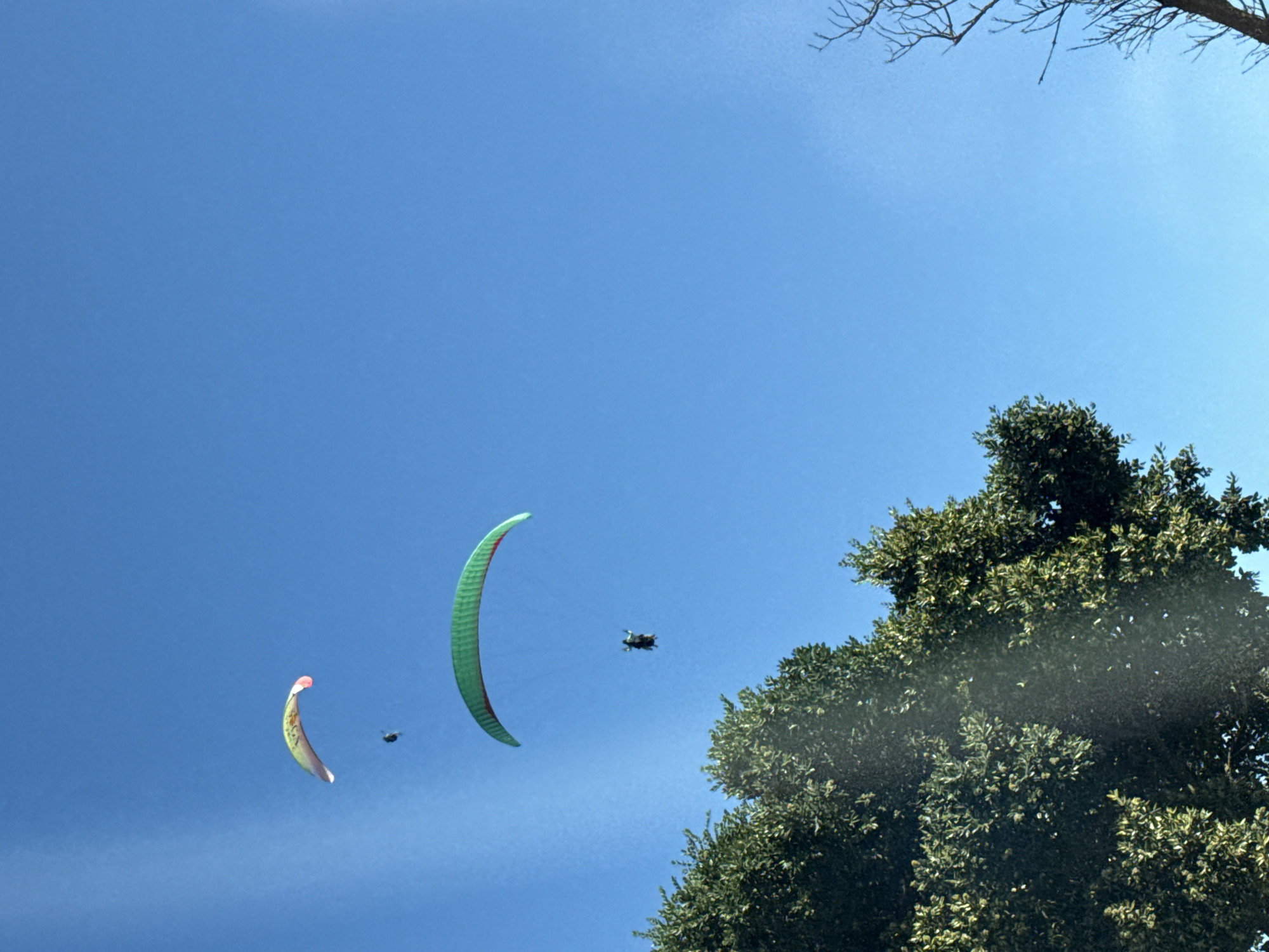 The image shows a clear blue sky above what appears to be a location in or near Cape Town, South Africa. Two paragliders are visible in the sky. The foliage of a large tree is present on the right side of the image. In the upper-right corner, the bare branches of another tree can be seen.