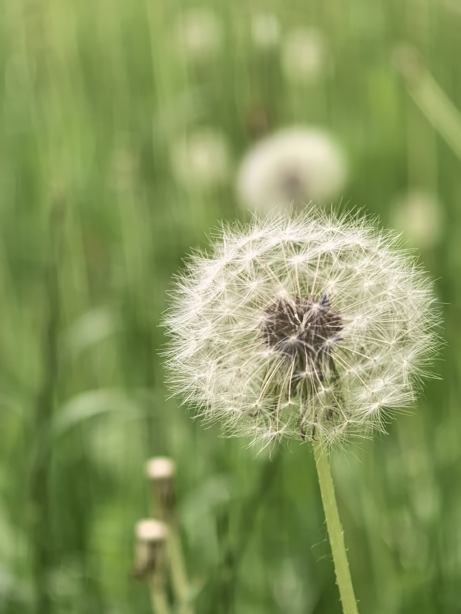 This vertical close-up photograph captures a dandelion gone to seed, commonly known as a blowball, prominently displayed on the right side of the frame. The dandelion's spherical white head, composed of numerous delicate, feathery pappi (seed-bearing filaments), is in sharp focus, showcasing its intricate structure. A darker, brownish core is visible at the center of the seed head. A vibrant light green stem supports the dandelion, extending downwards out of the bottom of the image.
The background is a soft, blurred expanse of lush green grass, creating a shallow depth of field that isolates and emphasizes the main subject. Within this out-of-focus background, several other dandelions are vaguely visible; some appear as faint, light spheres, while others are reduced to their spent, brownish bases or stems, indicating a natural setting like a meadow or field filled with these flowers.
The lighting is natural and soft, suggesting daytime, possibly under an overcast sky or during the gentler hours of morning or late afternoon, as there are no harsh shadows. The scene evokes a sense of tranquility and natural beauty. There is no visible text in the image. The environment is typical of a green outdoor space, consistent with locations like Perm, Russia.