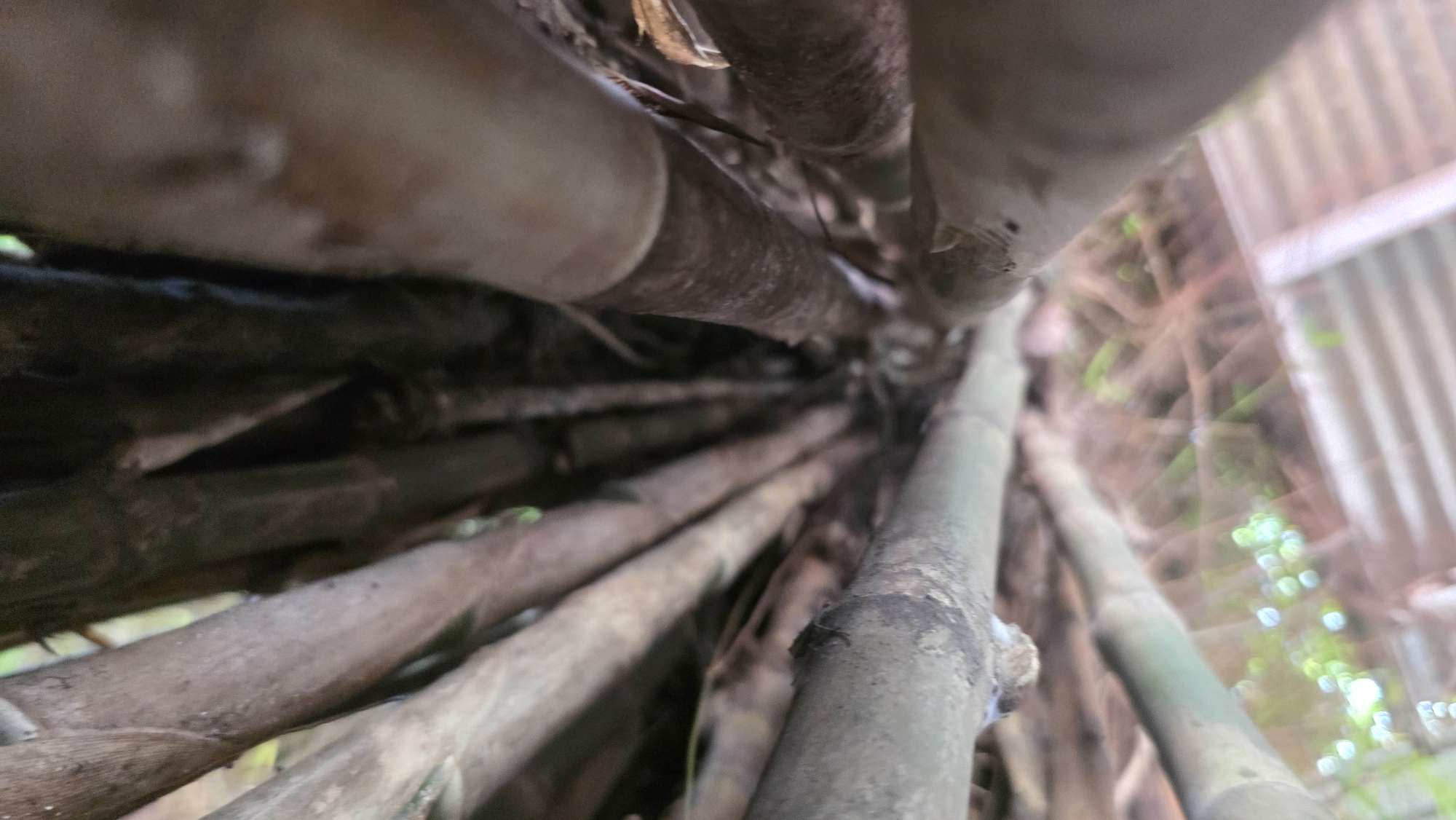 The image, taken from a low angle, shows a cluster of bamboo stalks. The stalks in the foreground are larger and closer to the camera, with a rough, textured surface. The background features a blurry view of a structure with vertical lines and hints of green foliage, possibly indicating a building or fence in a garden-like setting. The stalks are various shades of brown and green, suggesting different ages or types of bamboo. It is likely located in Lhokseumawe, Indonesia.