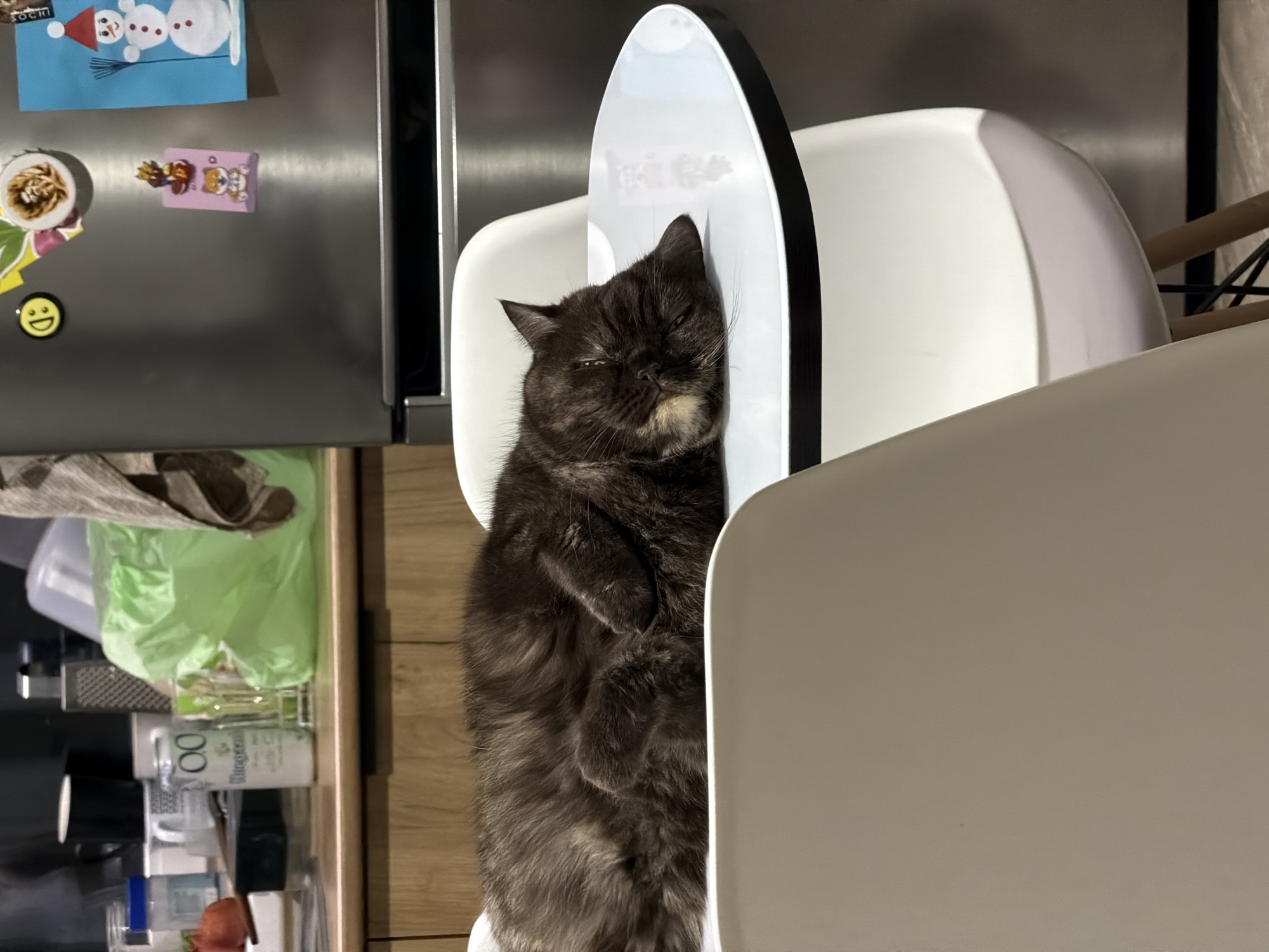 A medium shot depicts a brown, long-haired cat sleeping in a white chair with a black-edged, light-reflecting surface. The cat is curled up, its head resting against the surface, and paws tucked in. Adjacent to the chair is a kitchen counter with household items. A refrigerator with magnets is visible in the background. While the image may have originated from the city of Chaikovsky, Russia (as indicated by one of the magnets), there is no way to determine this from the image alone.