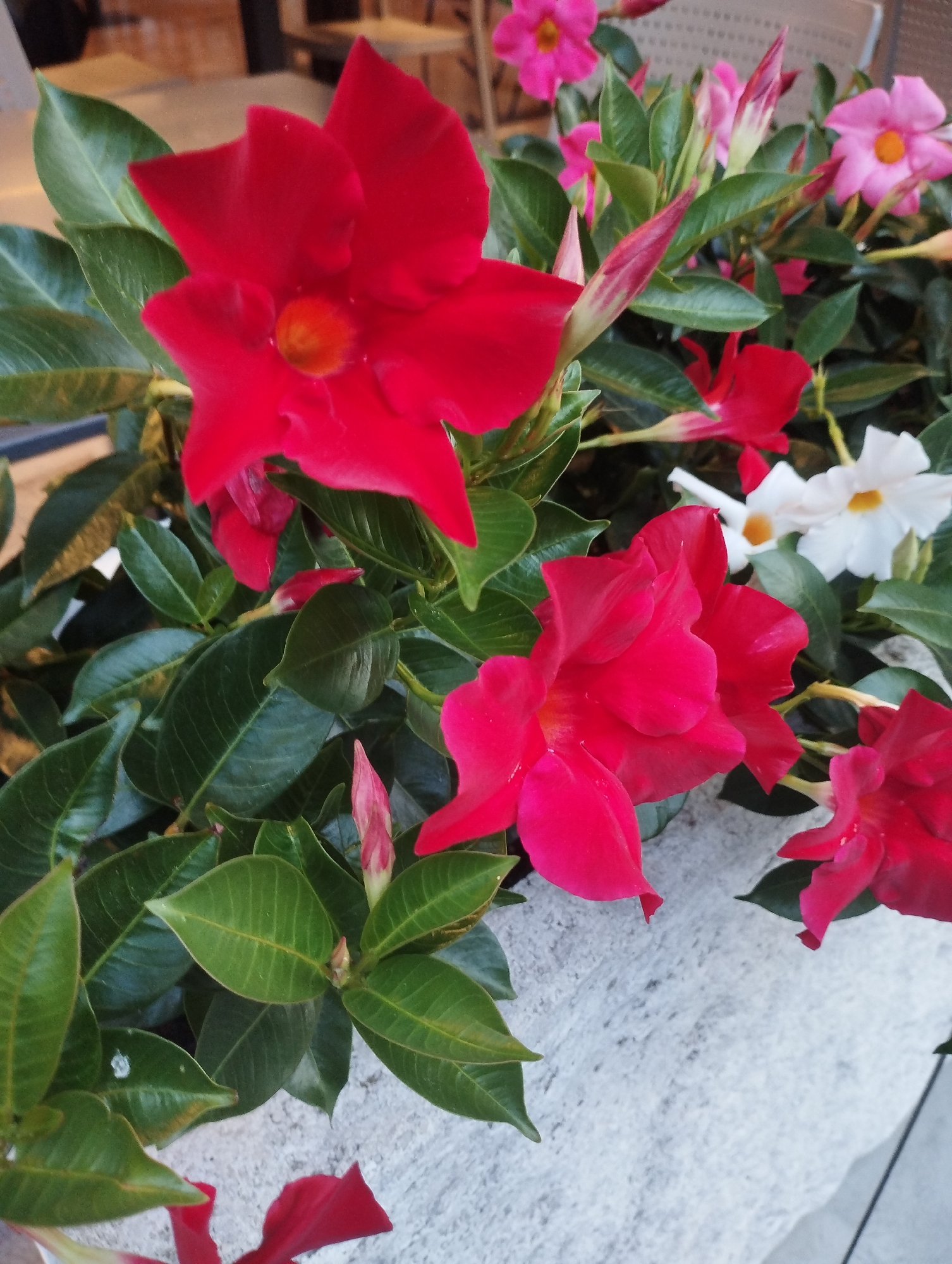 The image displays a close-up view of a planter filled with vibrant Dipladenia flowers and their lush green foliage. Predominantly, bright red flowers with yellow centers are in focus, along with some pink and white blooms also visible in the background. The flowers are arranged in clusters, with some fully bloomed and others in bud. The background is blurred, suggesting an outdoor setting, possibly a public space in the city of Biasca, Switzerland, given the context. The texture of the planter itself, appearing to be rough and speckled white concrete, is also discernible. The lighting suggests it is daytime. There are no people or animals visible in the frame.