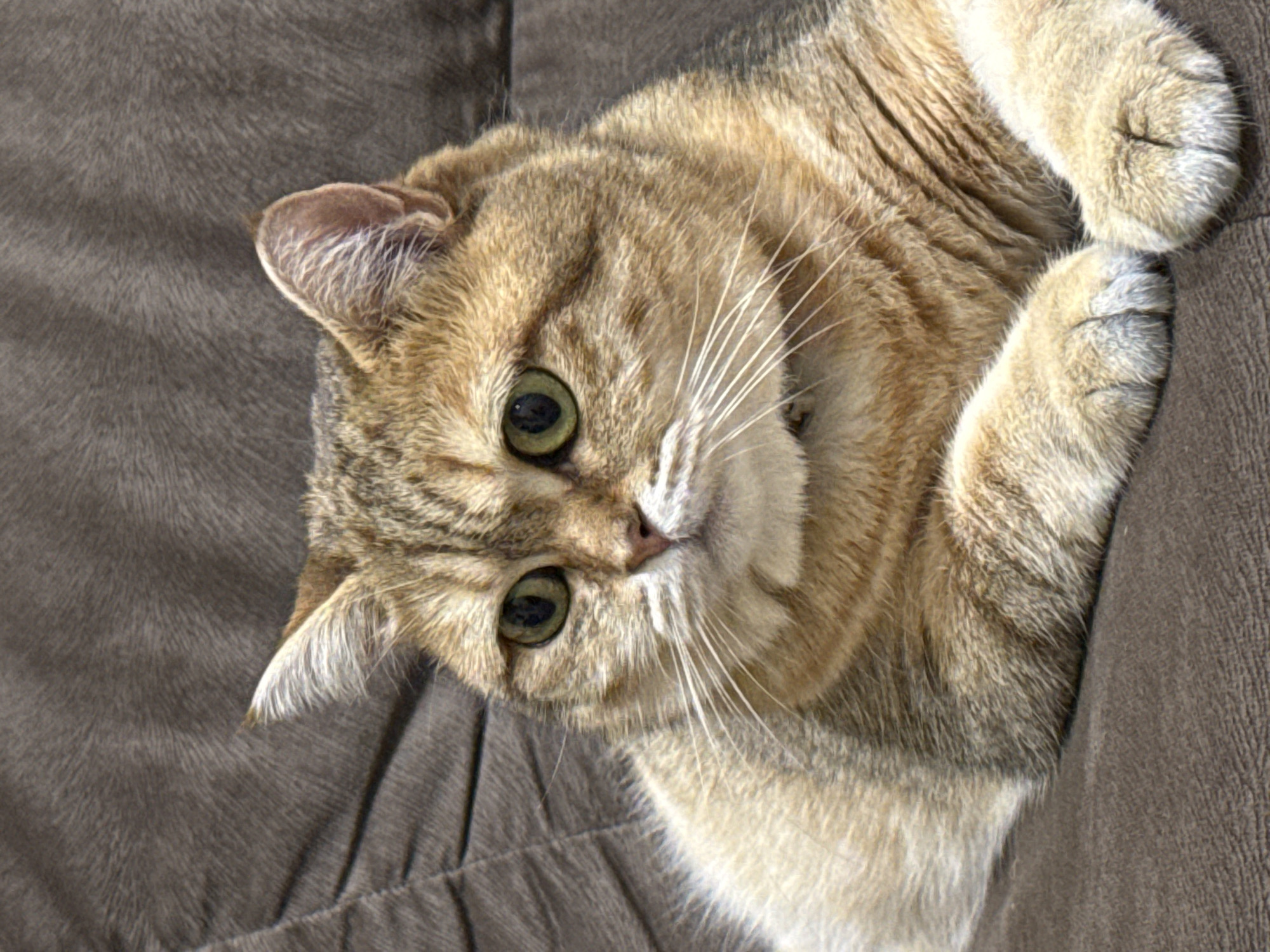 A close-up shot captures a domestic cat with golden-brown tabby fur and green eyes. The cat is lying down on a textured brown surface, likely a sofa or chair. Its paws are visible in the foreground, and its ears are slightly tilted forward, suggesting attentiveness. The lighting is soft, highlighting the cat's features and the texture of its fur. The background is out of focus, keeping the focus solely on the feline subject. There is no indication of the cat's location in Partenit, Ukraine; the image solely shows the cat in an indoor setting.