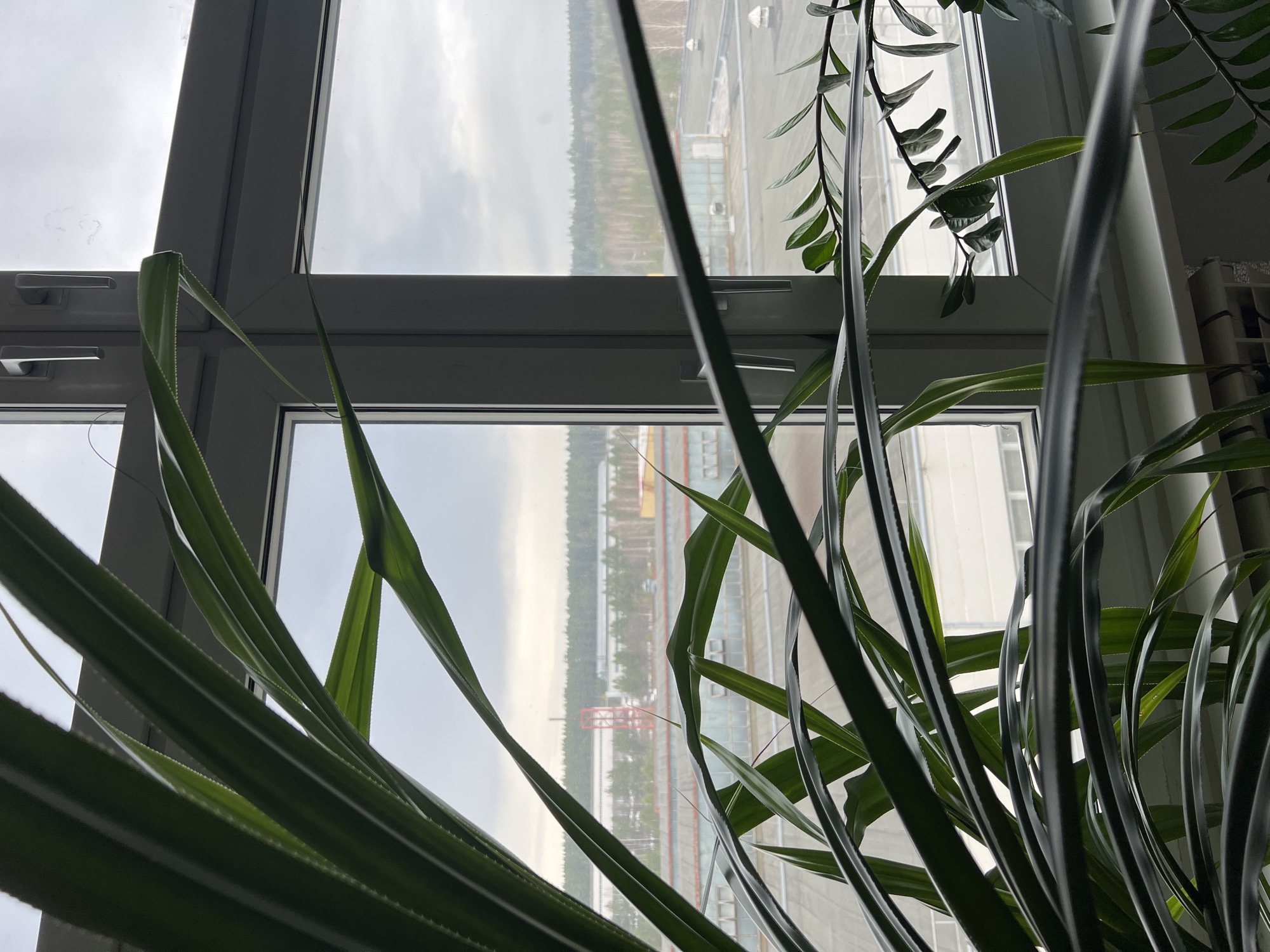 The image shows a view from inside a building, looking out through a double-paned window. The window frame is white. The outside view includes trees, a building with a red structure on its roof, and an overcast sky. In the foreground are several green plants with long, slender leaves. The location is the city of Chaikovsky, Russia. The scene depicts an interior view through a window overlooking an urban landscape.
