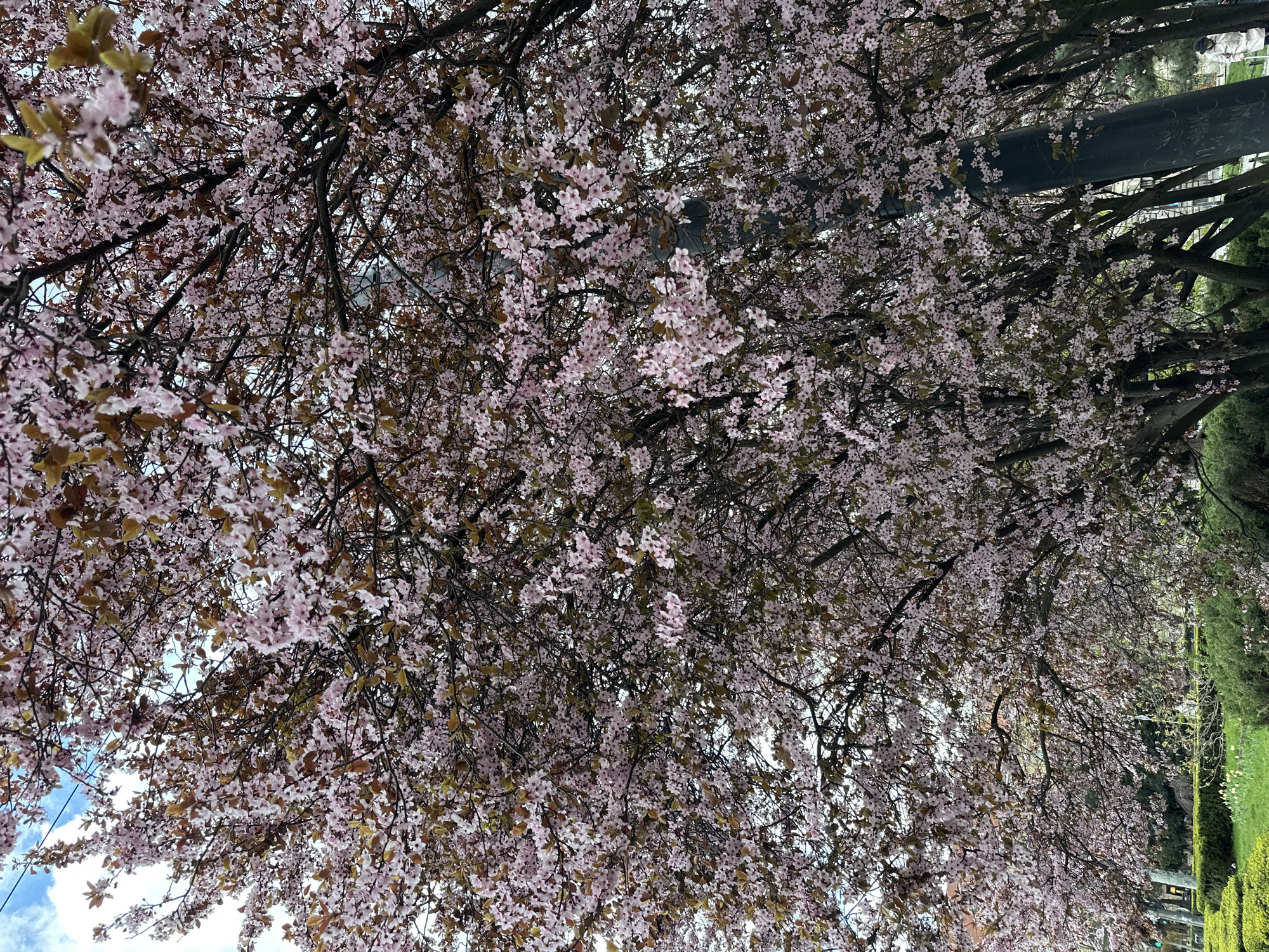 This is a street scene from Wrocław, Poland, featuring a row of flowering trees, likely cherry or plum blossom, creating a canopy overhead. The trees are in full bloom with small, light pink flowers. The branches form a dense network. Some of the trees have leaves that are tinged with brown.
The foreground is dominated by the trees. Interspersed among the branches are glimpses of the sky.
On the right side of the image, there is a glimpse of greenery suggesting a park or garden, with bushes and some green grass. A utility pole is partially visible amidst the trees.