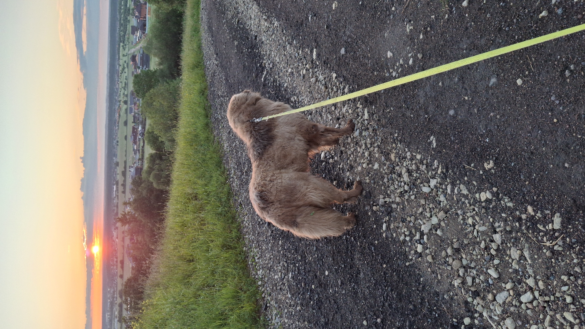 An adult Tibetan Mastiff dog, with long brown fur and a matching leash, stands on a gravelly dirt path. The dog is facing away from the camera, looking towards a landscape of rolling hills, scattered houses, and trees. The sun is setting in the distance, casting an orange and yellow glow across the sky. The area appears to be rural, possibly on the outskirts of Kempele, Russia. The image captures a moment of tranquility during a dog walk at dusk.