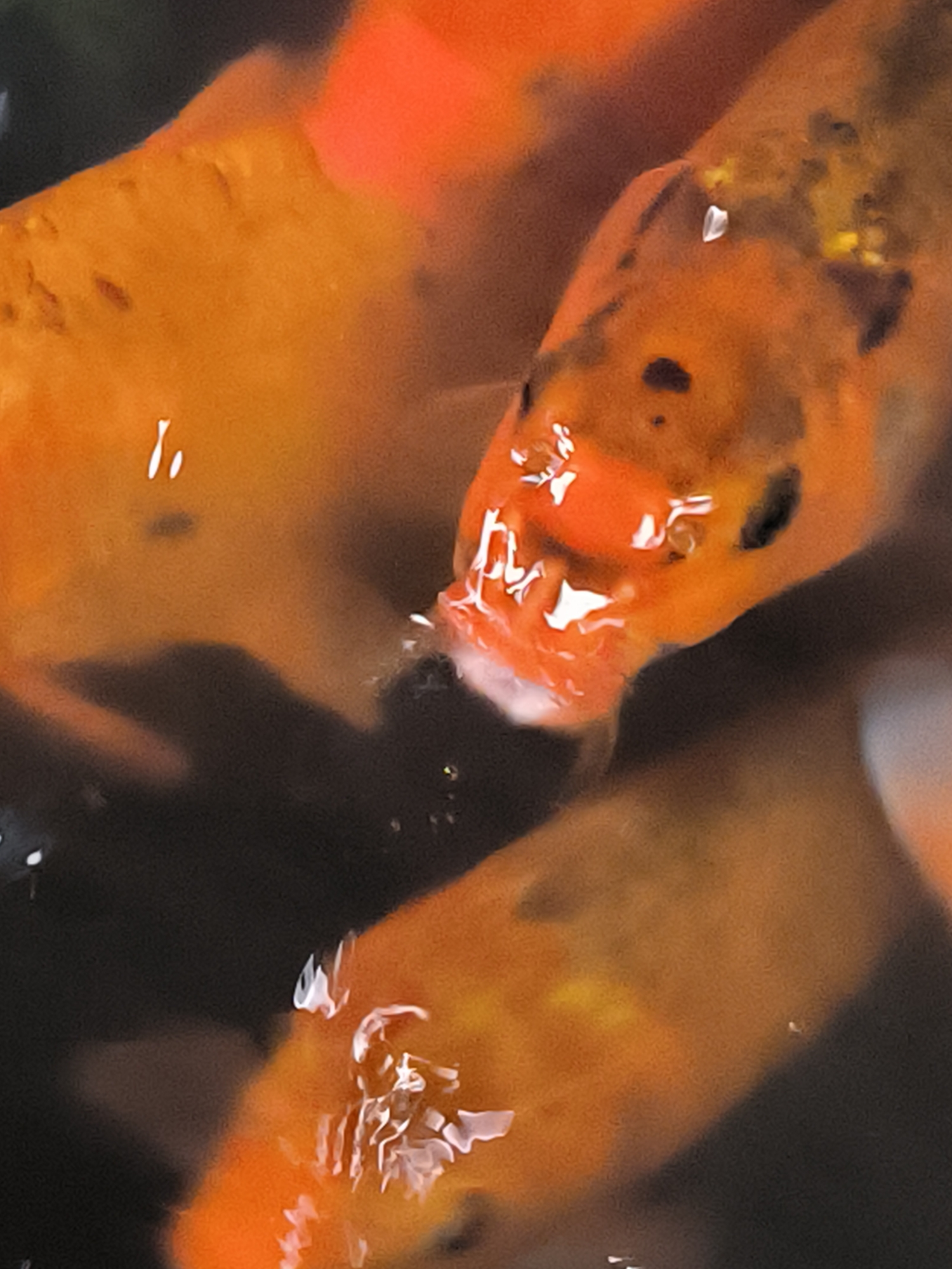 A close-up, underwater shot depicts the heads of several koi fish. The fish are predominantly orange with some black markings. Their scales are visible, and some have small white or yellow spots. The water is murky, and light reflects off the surface, creating bright highlights on the fish. The background is a dark, out-of-focus blend of black and brown. The image is shot from a slightly elevated angle, looking down at the fish. There is no discernible human presence or any indication of the specific location within Tansaril, Indonesia.