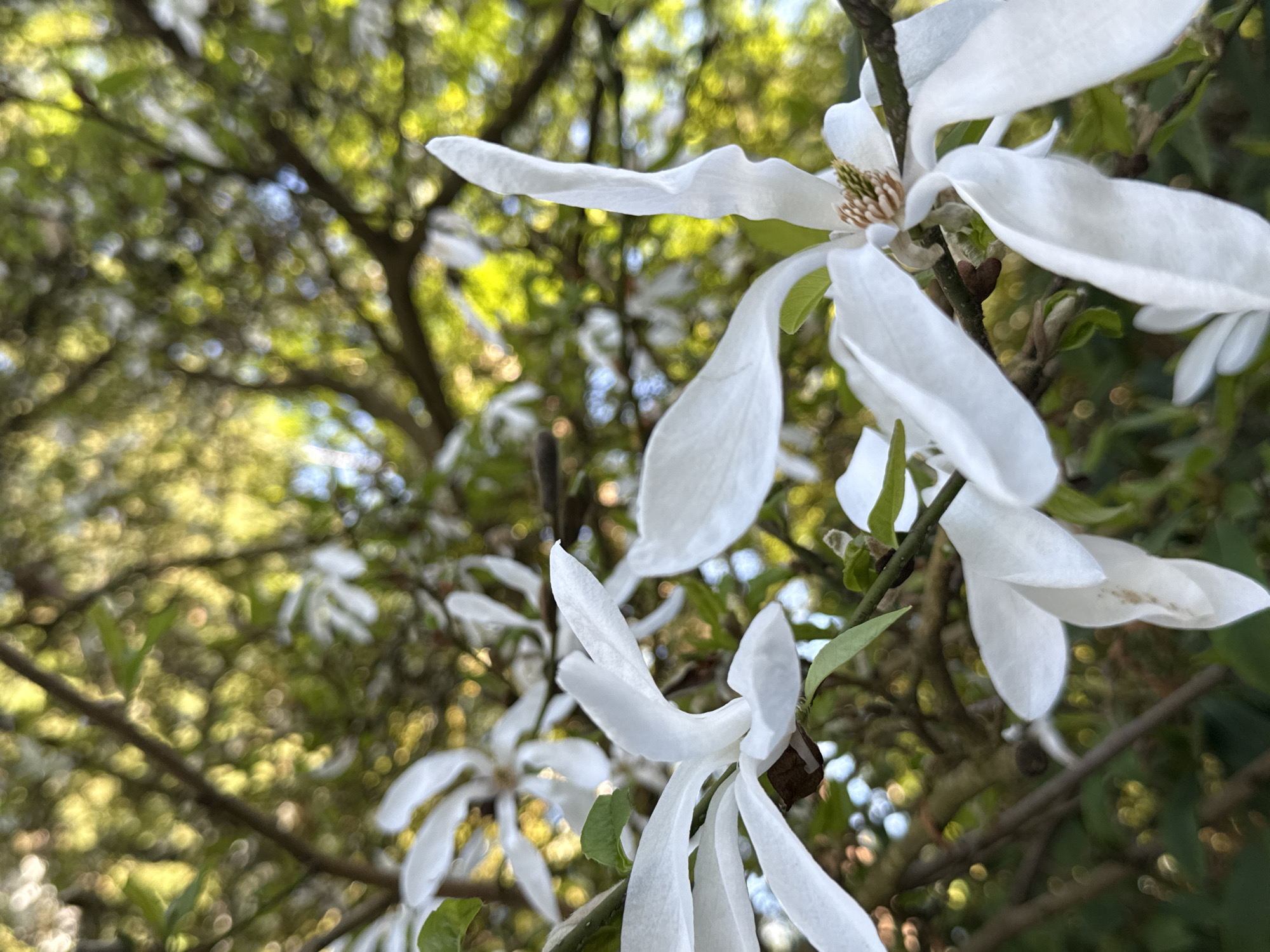 The image shows a cluster of white magnolia flowers in bloom, set against a blurred background of tree branches and foliage. The petals are delicately curved and slightly translucent, catching the light. The center of the flowers reveals a light-brown pistil. The blurred background suggests a park or garden setting. Based on the prevalence of magnolias during the spring season and the commonality of such scenes in urban areas of Vancouver, Canada, the location is likely a residential street, park, or botanical garden within the city of Vancouver. No people are visible in the image.