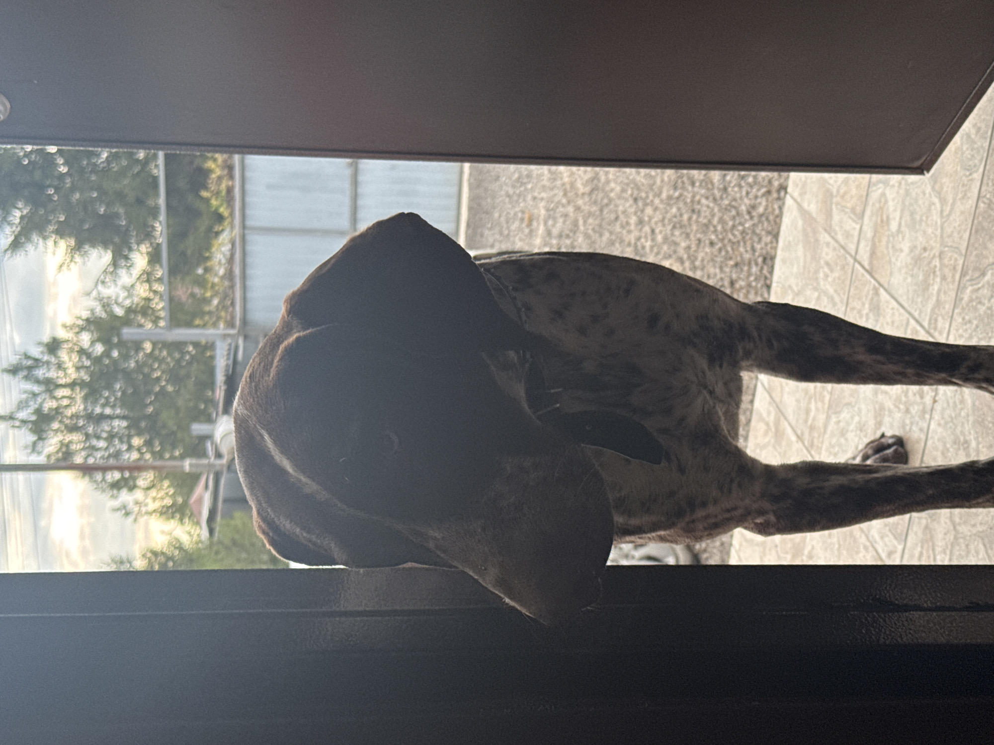 A speckled, short-haired dog (possibly a German Shorthaired Pointer) rests its head on the bottom edge of a dark doorway or window frame, obscuring most of its face. The background shows an exterior scene, including a fence, greenery and what appears to be a gravel or tile ground surface. The scene appears to be taken outdoors during the daytime, with sunlight visible. There is no indication the image was taken in Rostov-on-Don, Russia.