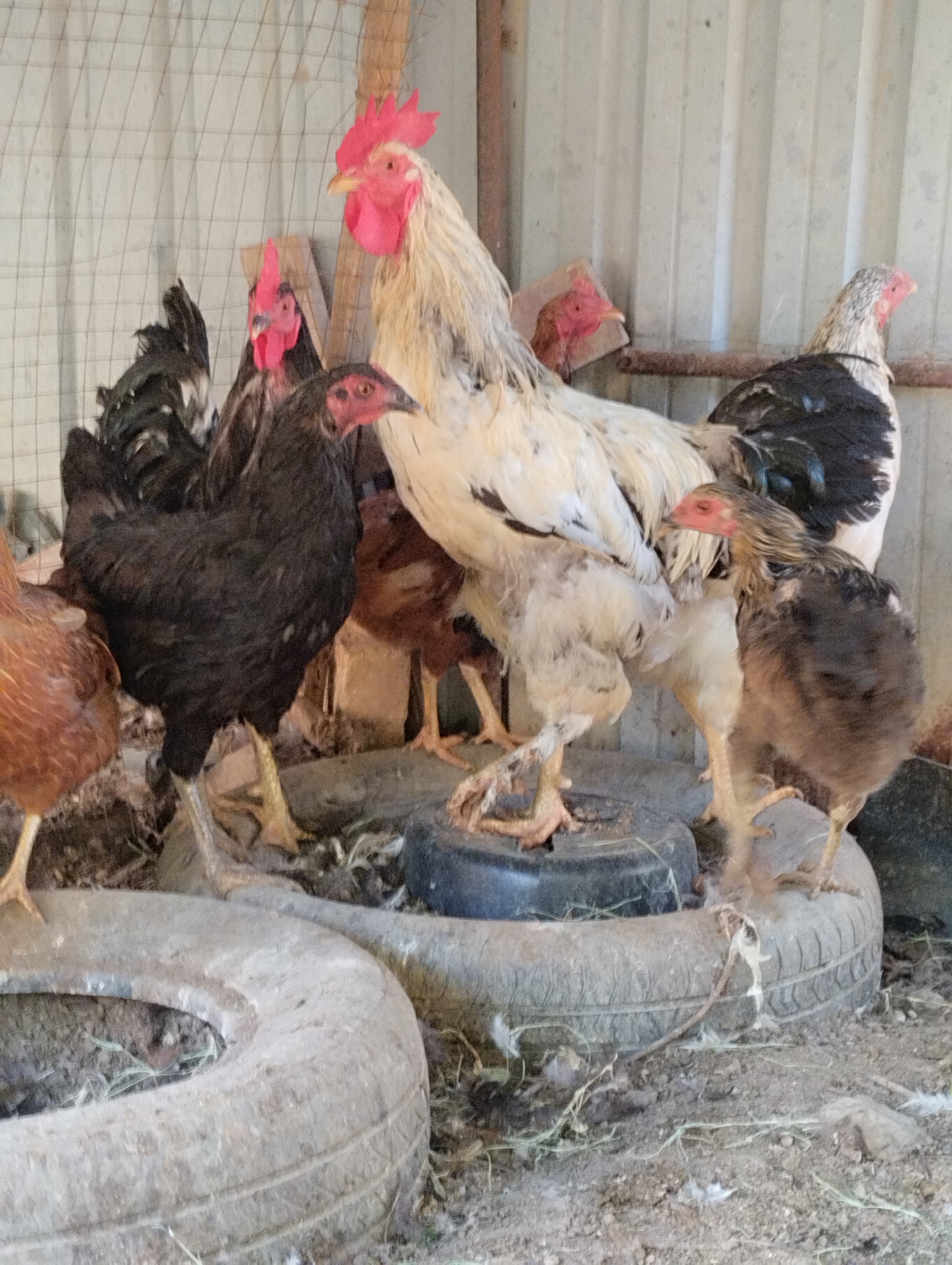 In Qanlikul, Uzbekistan, a group of chickens are gathered in an outdoor enclosure. A large, light-colored rooster with a red comb stands prominently in the center, facing slightly right. To its left, a black hen with yellow legs is positioned, also facing right. Behind the black hen, another rooster with a red comb and dark feathers is visible. To the right of the central rooster, a chicken with black and white speckled feathers and a red face is present. In the foreground, a small, brown chicken with dark speckles is standing on two old tires. Another brown chicken is partially visible on the far left. The enclosure appears to be constructed with wire mesh and corrugated metal siding. The ground is covered with dirt and scattered feathers, and two old tires are present in the lower portion of the image, one serving as a perch for the brown chicken. The overall environment is rustic and appears to be a farm or backyard setup.