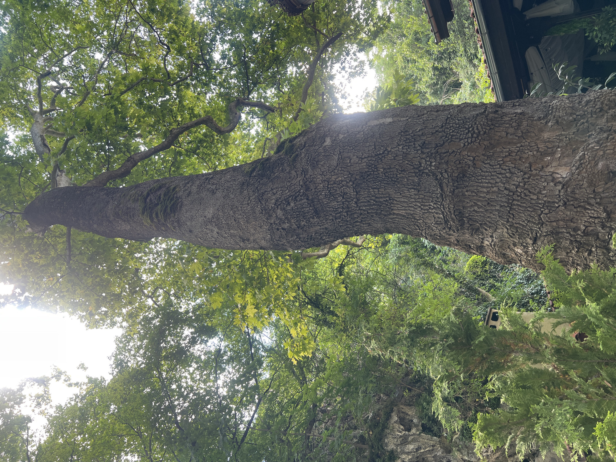 The image is a low-angle shot of a very large, old tree trunk in Bachkovo, Bulgaria. The trunk is textured with rough, gray bark and shows some signs of moss growth. Sunlight filters through the dense green canopy of leaves from above, creating a dappled effect. To the left of the tree, a rocky outcrop is visible, covered in green vegetation. Further to the left and in the foreground, a smaller, bushy green tree is present, partially obscuring a light-colored chimney with a square opening. In the background, the edge of a building with a dark, sloped roof and visible white awnings can be seen. The overall environment appears to be a natural, possibly wooded, area with some human structures integrated. There are no people or animals visible in the frame.
