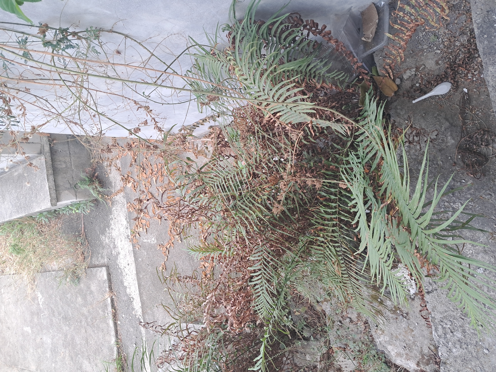 A high-angle, medium shot captures an outdoor scene on a partly cloudy day in Klaten, Indonesia. The foreground is dominated by a dense cluster of ferns, with some fronds appearing dried and brown, while others are a vibrant green. These ferns grow amongst concrete steps and rough, uneven ground. To the right, a light grey, textured wall rises vertically. Scattered on the ground are dried leaves, twigs, and a discarded white plastic spoon. In the upper right corner, a clear plastic container is visible, also appearing to be discarded. The background shows more concrete structures, possibly steps or a walkway, with dry grass and sparse vegetation growing around them.