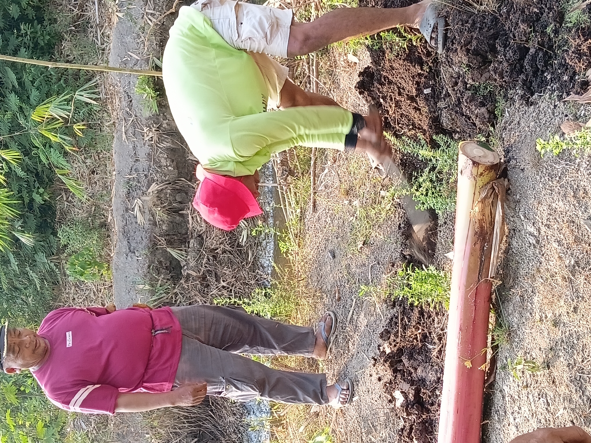In Margo Rukun, Indonesia, two men are engaged in agricultural activity. The man on the left, wearing a maroon t-shirt, grey cargo pants, and a black cap, stands observing the scene. The man on the right, dressed in a lime green long-sleeved shirt, beige shorts, and a red hat, is actively digging into a mound of soil with a shovel. A large section of what appears to be a banana stalk lies horizontally in the foreground, positioned to the left of the man digging. The environment is outdoors, characterized by dry, granular soil, scattered dry vegetation, and lush green foliage in the background. A trench or ditch is visible between the two men. The overall scene suggests the planting or tending of crops in a rural setting.