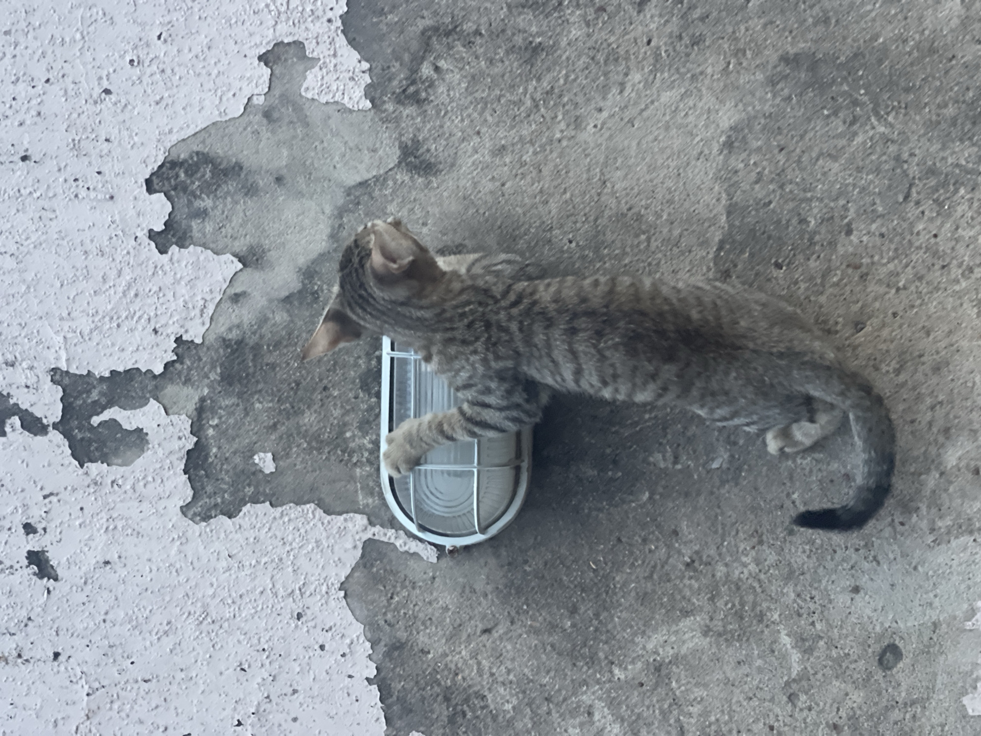 A tabby kitten is climbing on a wall-mounted, caged light fixture against a mottled gray and white wall. The location is not explicitly stated as Lokoja, Nigeria in the image.