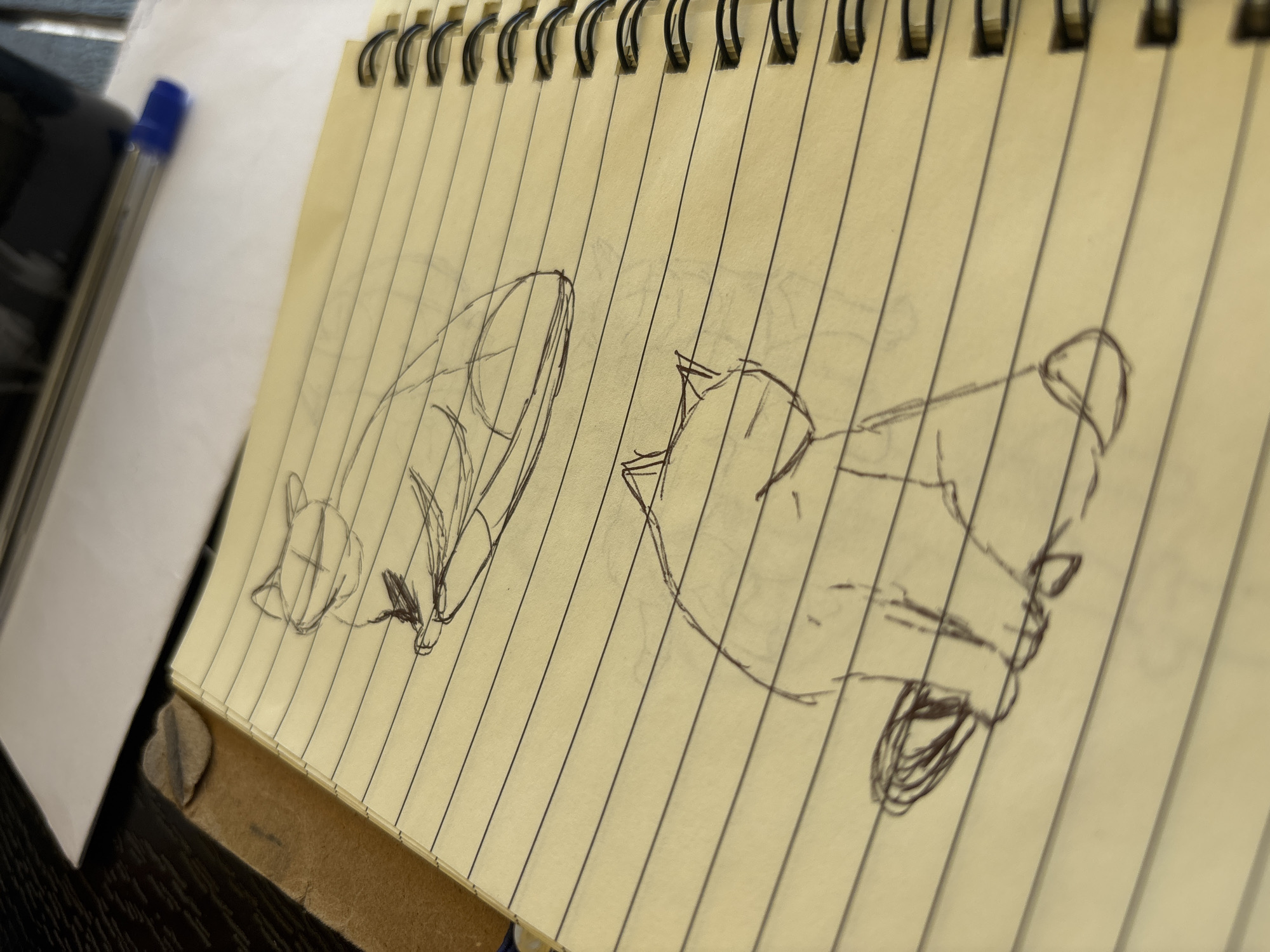 The image shows a close-up view of a spiral-bound notebook with yellowed, lined pages. Two rough sketches of cats are drawn on the pages with dark ink. The upper sketch depicts a cat in a curled-up position, viewed from the side. The lower sketch shows a cat sitting upright, also viewed from the side, with its tail curled around its body. The notebook is lying on a dark surface, possibly a table, and a pen with a blue end is visible in the background, along with a white piece of paper. The scene appears to be indoors, with natural light illuminating the notebook. The image does not contain any elements that would place it specifically in Karviná, Czechia.