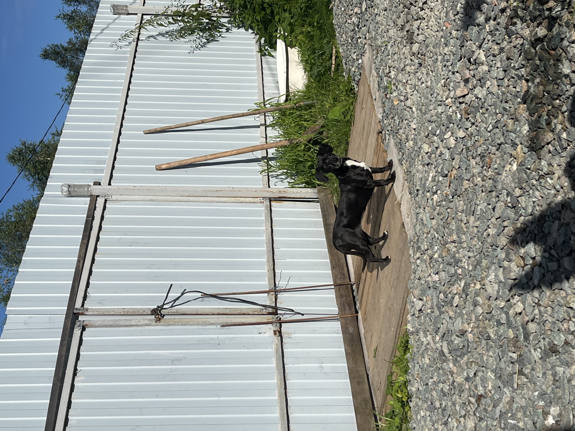A black and white dog stands on a wooden platform in front of a corrugated metal fence. Two wooden-handled tools, likely shovels or rakes, lean against the fence behind the dog. The ground in front of the platform is covered with grey gravel. Green foliage is visible to the right of the dog and behind the tools. The scene appears to be outdoors on a sunny day. There is no specific indication that this location is in Nizhny Tagil, Russia.