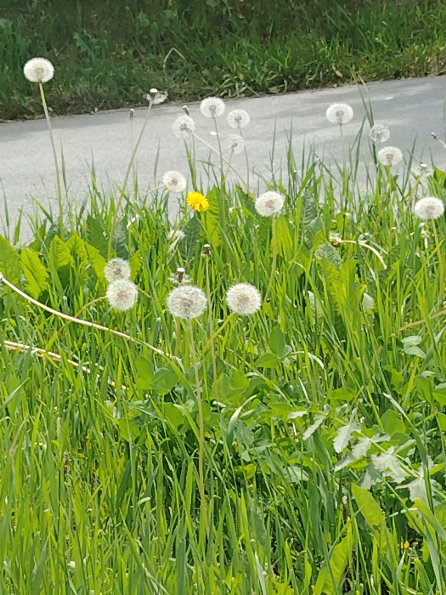 This media file features a field of dandelions in various stages of bloom, with some in their fluffy seed-head form and one bright yellow dandelion in the center. The scene is set in a grassy area next to a paved surface, possibly a road or sidewalk, with lush green grass and some broader leaves interspersed among the dandelions. The lighting suggests it is daytime, with bright sunlight casting shadows and highlighting the textures of the grass and dandelion seed heads. The overall mood is one of natural beauty and the tranquility of a sunny day. There is no visible text in the image.