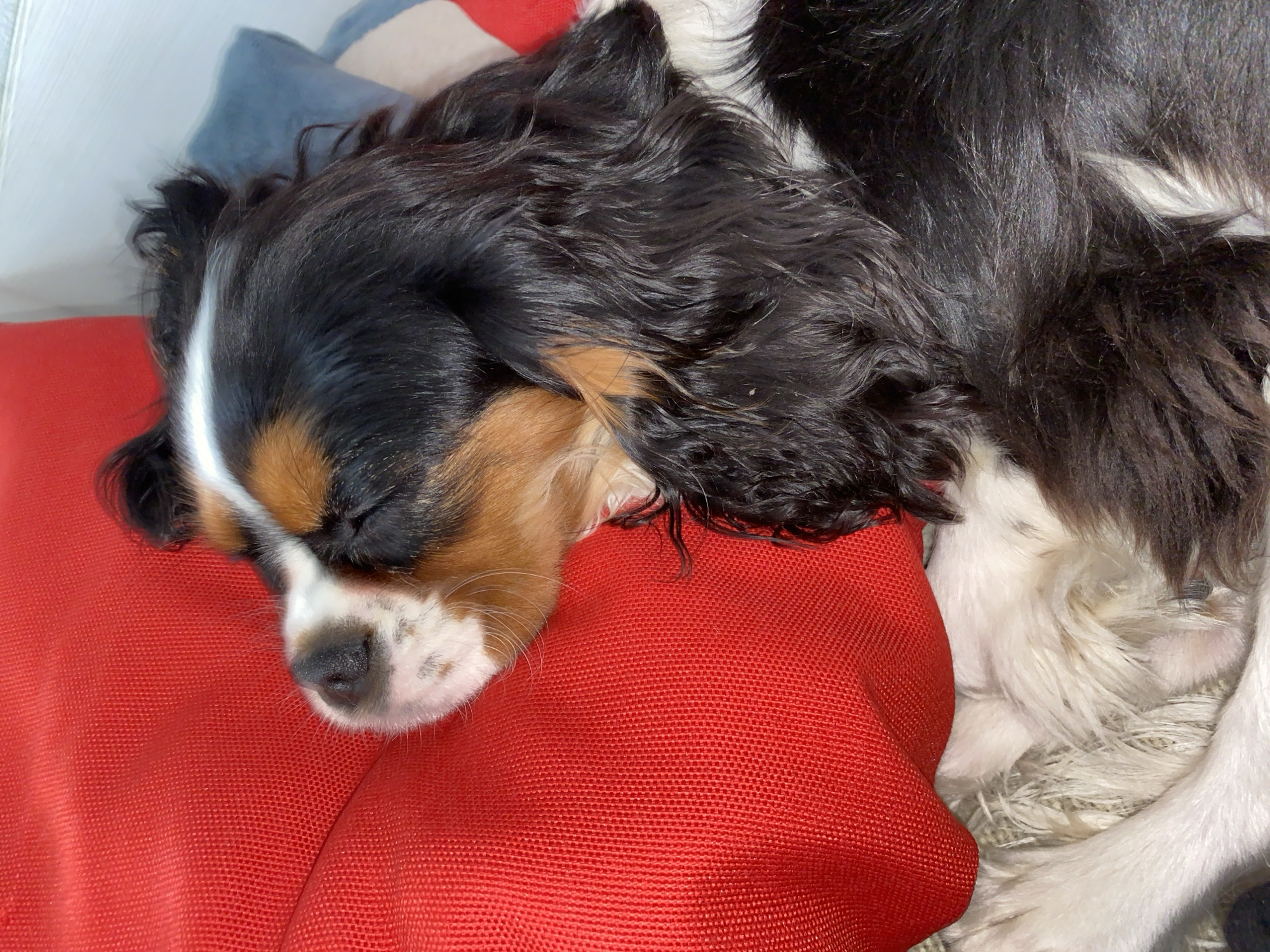A Cavalier King Charles Spaniel is asleep on a red pillow. A blue pillow is visible behind the dog's head. The dog has black, tan, and white markings. Location: Undetermined (no evidence of Votkinsk, Russia).
