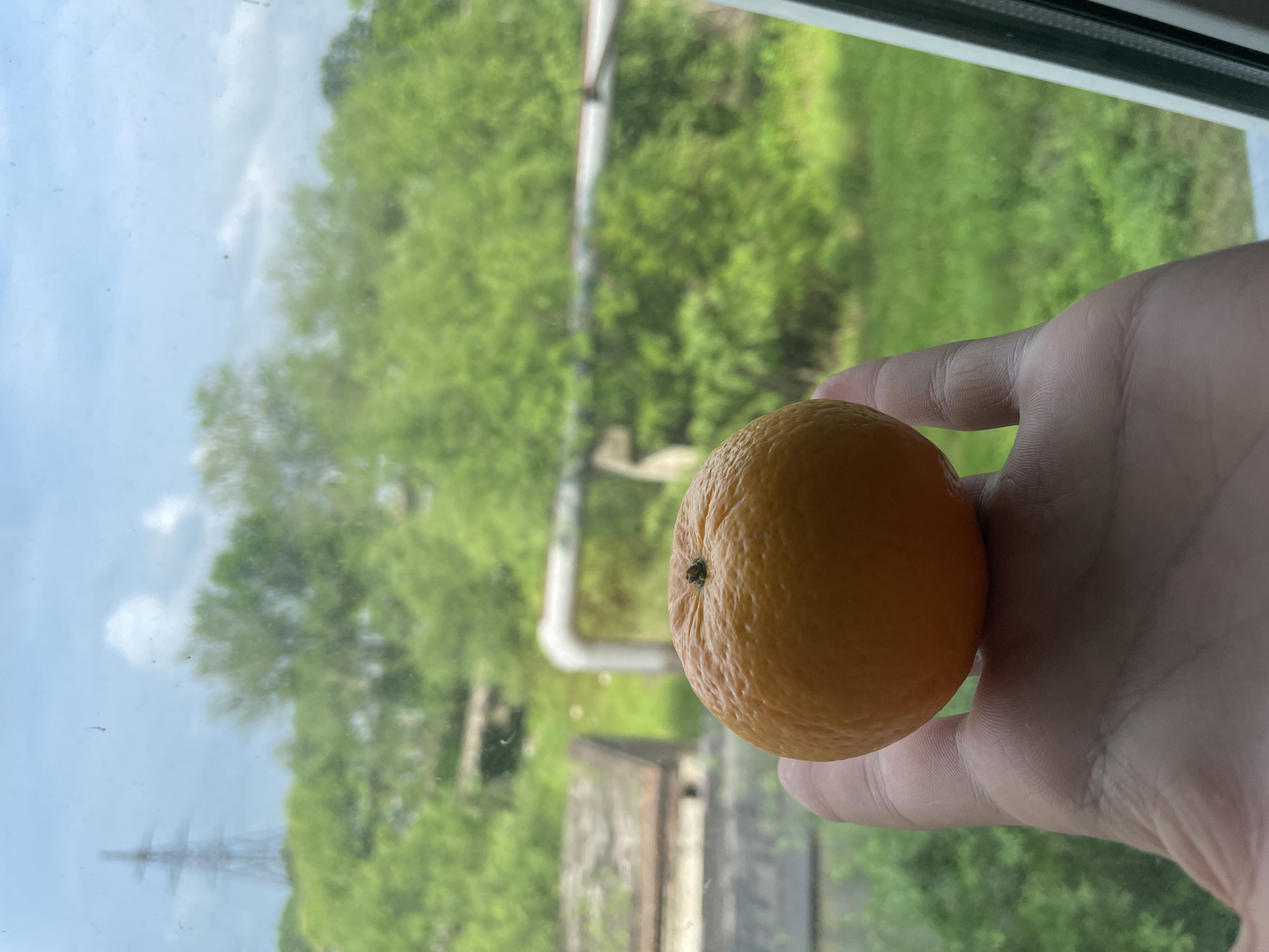A close-up, waist-level outdoor shot shows a hand holding an orange against a blurred background of greenery and a hazy sky. The orange is a vibrant orange color, with a textured peel and a small stem on top. The hand is pale with visible lines and creases. In the background, the scene is out of focus, with lush green trees and foliage dominating the view. A faint glimpse of what appears to be a metal tower and some industrial-looking structures can be seen on the left side, suggesting an urban or semi-urban environment. The sky is overcast with white clouds.