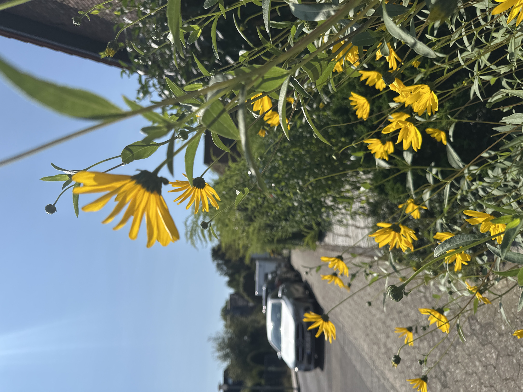 This image depicts a sunny day on a residential street in Krefeld, Germany. The foreground is dominated by a cluster of bright yellow flowers, possibly Jerusalem artichokes, in full bloom. Their petals are elongated and pointed, and some are slightly bent or curled. The flowers are on tall, slender stems with green leaves.
Behind the flowers, a sidewalk made of grey paving stones is visible, bordering a road. Several cars are parked or driving along the road. The closest car is a silver sedan, facing away from the camera. Further down the street, a white trailer is attached to a vehicle. A dense hedge forms a green barrier along the sidewalk. In the background, trees and the roof of a brick building are visible, indicating a suburban or residential area. The sky is a clear, bright blue with a few faint sun flares. The overall impression is one of a warm, sunny day in a quiet urban environment.
