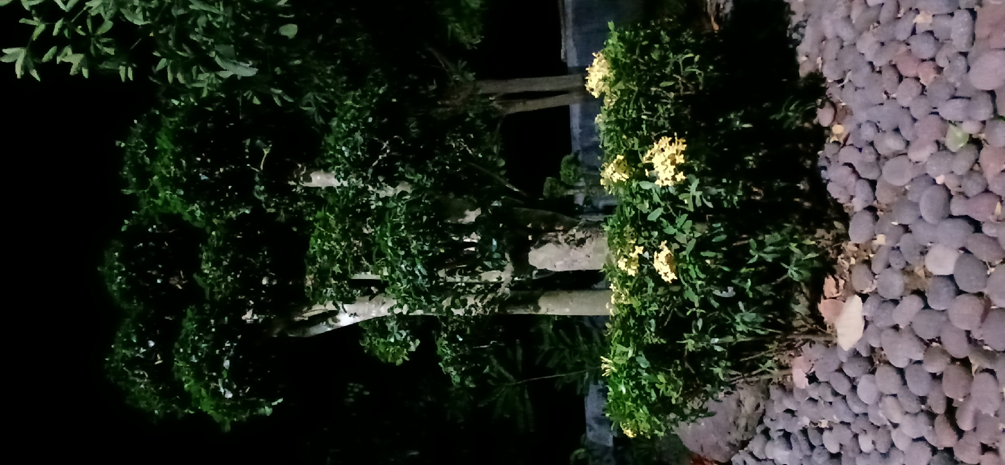 A low-angle, full shot captures a meticulously manicured topiary tree with a thick, textured trunk. The tree is surrounded by a low, dense hedge adorned with clusters of small, bright yellow flowers. The base of the arrangement is covered in a thick layer of smooth, dark gray pebbles. Behind the hedge, the base of another tree trunk is visible, and further back, a concrete wall with some greenery against it. The scene is illuminated at night, casting a dark shadow and creating a striking contrast between the illuminated plants and the deep black background. The overall impression is one of a serene, well-maintained garden space in Sekarputih, Indonesia.