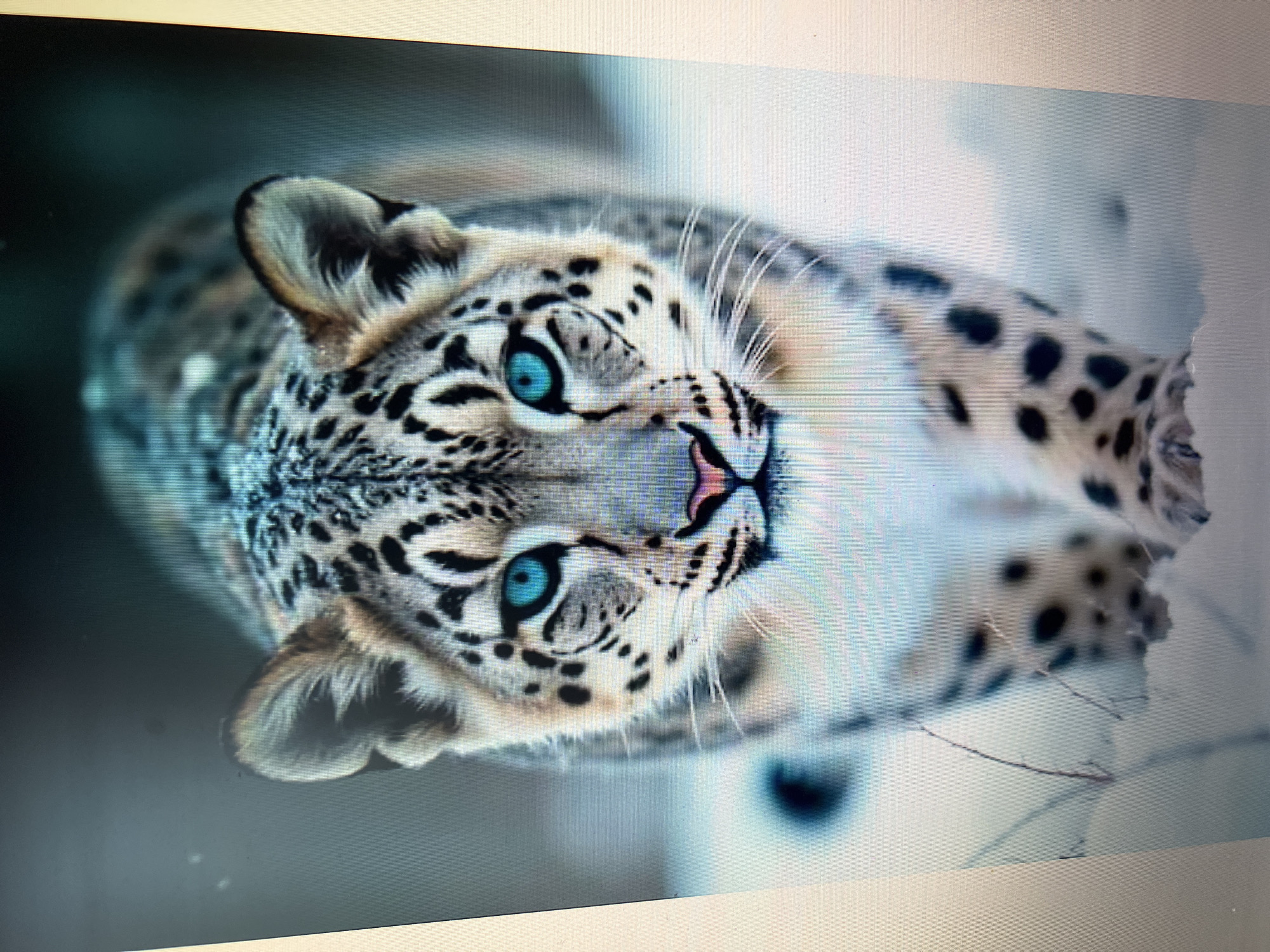 A frontal, eye-level, medium shot captures a snow leopard walking in the snow. The leopard is in focus, with its head and upper body filling the frame. Its fur is a mottled grey and white, with black spots. The leopard has piercing blue eyes and a pink nose. Its ears are pointed, and its whiskers are long and white. The background is out of focus, showing a snowy landscape. There are no people or any other animals visible in the image. There is no indication of the city of Kanash, Russia, or any urban environment.