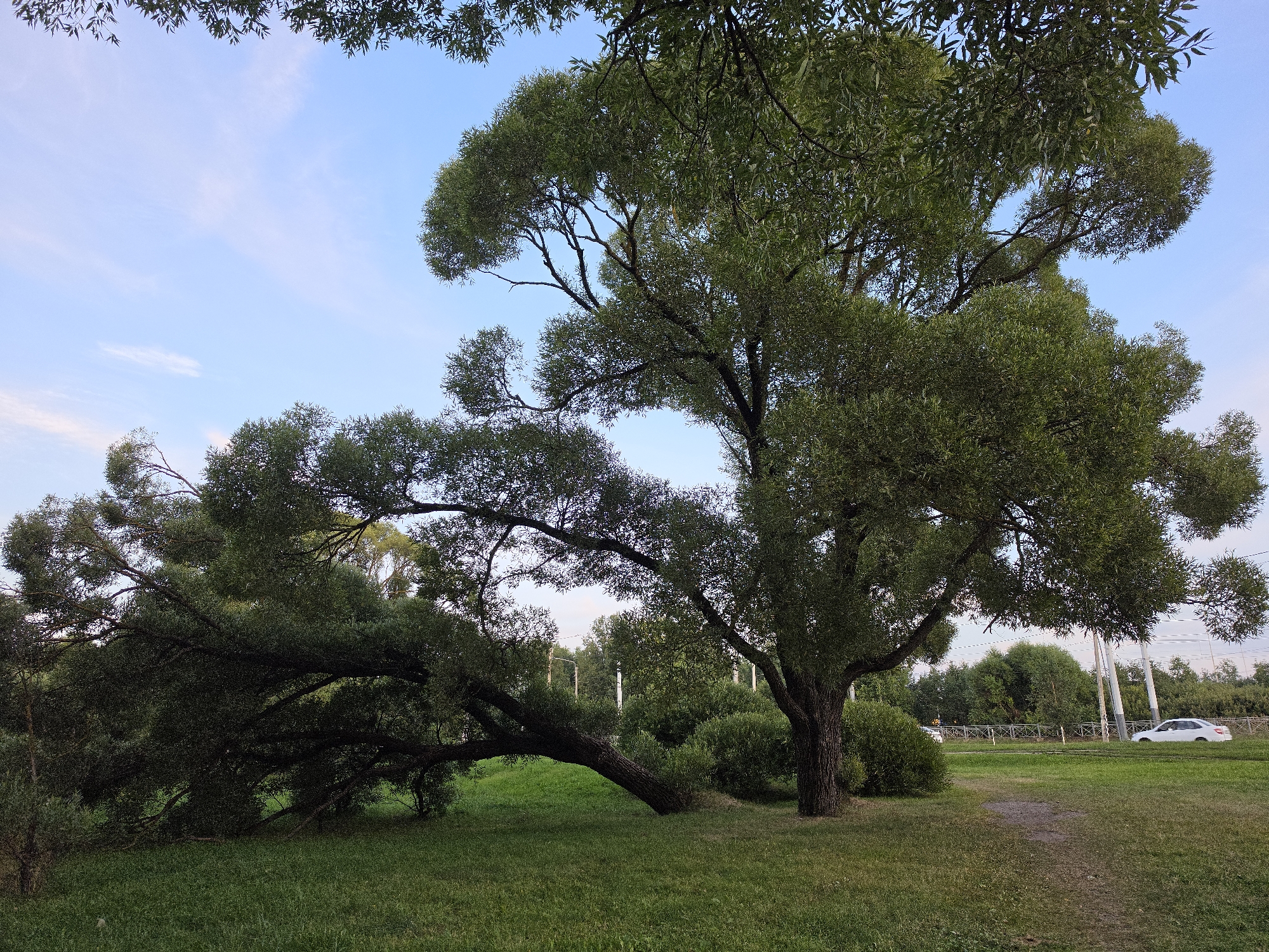 In Strelna, Russia, a large willow tree with a thick trunk and a canopy of green leaves dominates the scene. One of its massive branches has fallen and rests on the green grass, creating an arc that curves towards the ground. The fallen branch is still covered in leaves, suggesting it happened recently. The ground is covered in lush green grass, and a dirt path winds through it. In the background, there are more trees, some bushes, and a metal fence along the side of a road. A white car is visible on the road, driving past. The sky is a light blue with thin, wispy clouds. The lighting suggests it is late afternoon or early evening.
