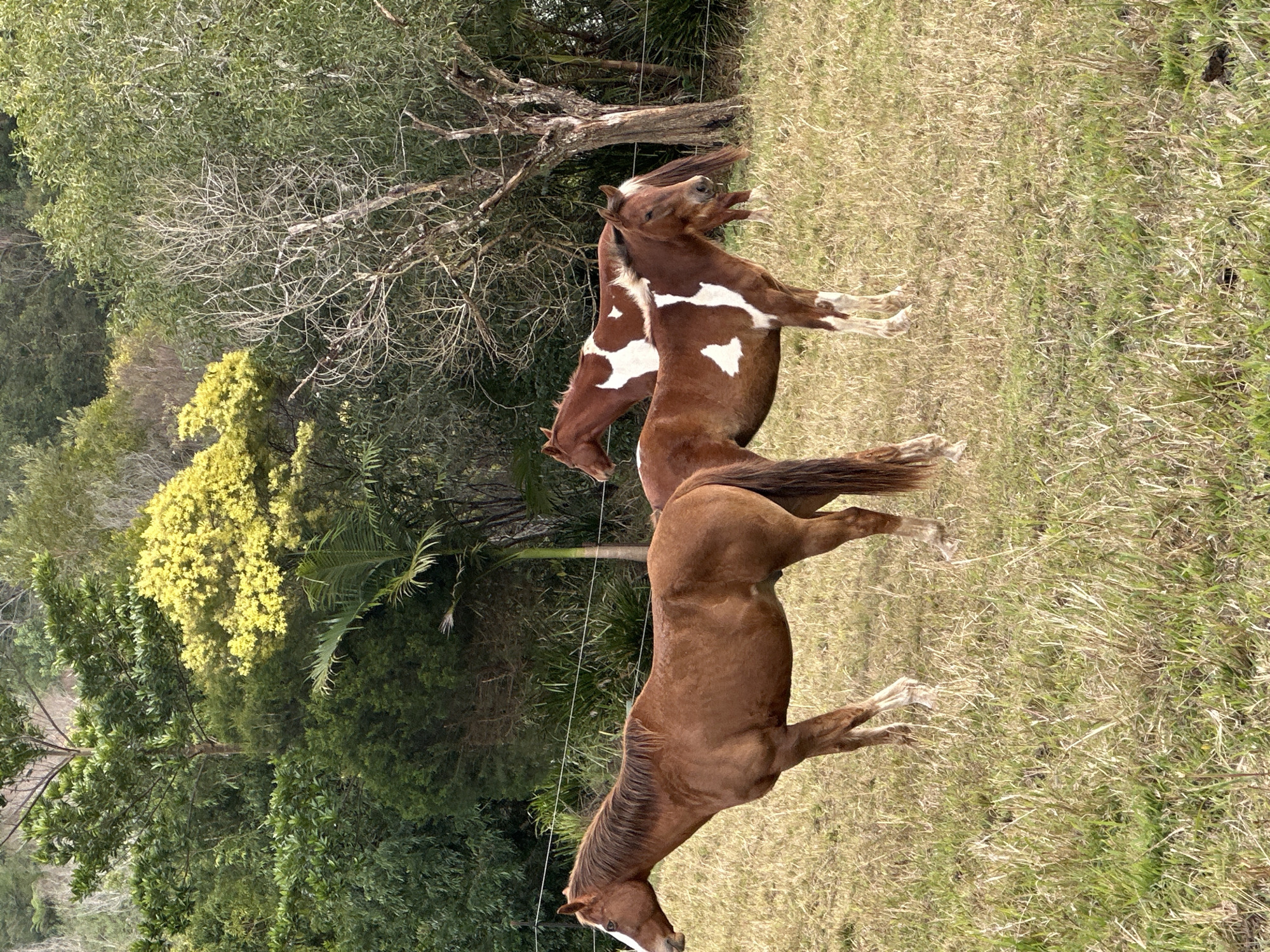 The image depicts three horses standing in a grassy field with a wooded area in the background. The horse in the foreground is a solid brown color and is facing left. Behind it, two horses have brown and white patches and are facing towards the right. The environment is natural, with trees and vegetation visible. There are no people present in the image. The scene appears to be a rural or semi-rural setting, possibly a farm or a paddock. The location is specified as Thora, Australia.