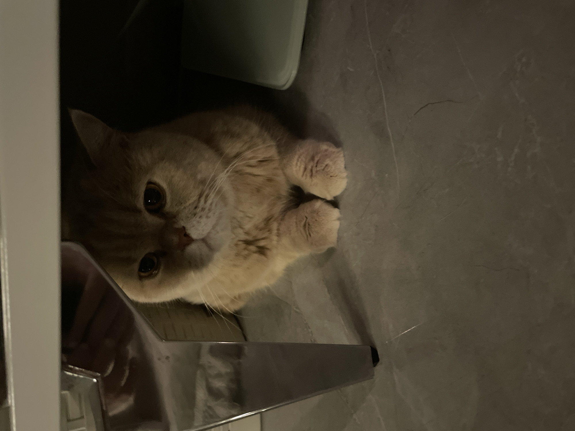 A tan cat rests on a gray tile floor, partially obscured by a white object and the leg of a metal chair. The cat is positioned to the left, its body curled with its paws close together. The background is dimly lit.