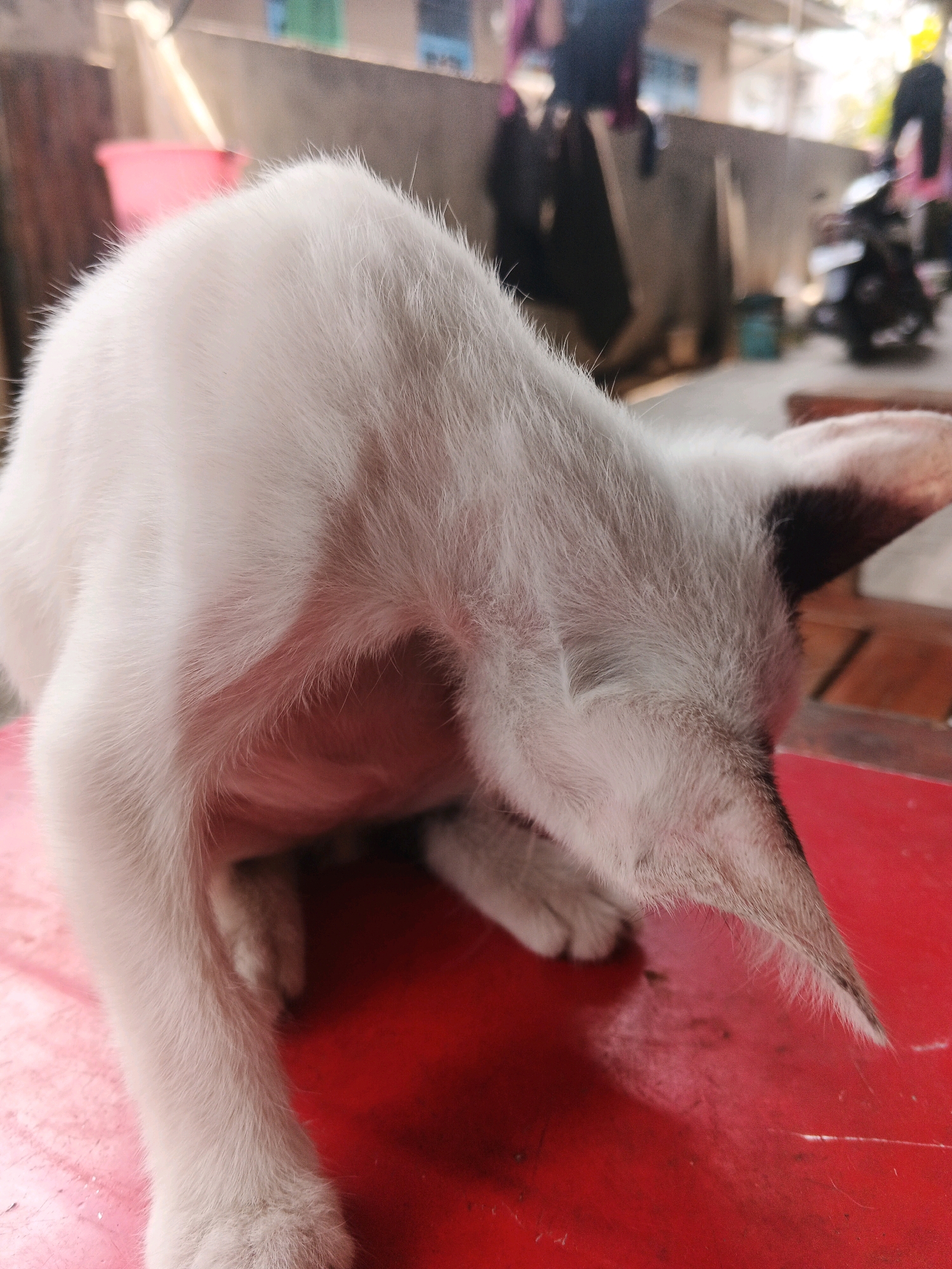 A white cat with black markings on its ears is crouched on a red surface, with its head bowed and facing towards the right side of the frame. The cat's fur is short and appears somewhat disheveled. The red surface is likely a table or bench, and in the blurred background, there are indications of an outdoor environment with a concrete wall, some hanging laundry, and a motorcycle. The lighting suggests it is daytime. The image does not contain enough information to determine its specific location in Kadu, Indonesia.