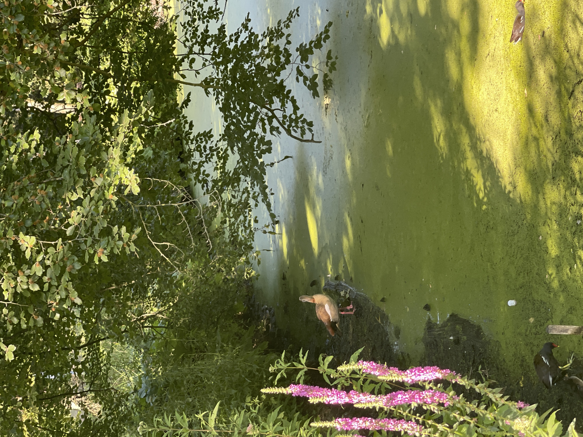 An Egyptian goose stands on the muddy bank of a pond covered in green algae. To its left, a cluster of purple flowers grows tall, and in the foreground, a moorhen is visible. Further into the pond, another bird, possibly a duck, swims. The water is shaded by overhanging trees, casting dappled shadows on the surface. Sunlight filters through the leaves, illuminating parts of the water and vegetation. The environment suggests a natural pond setting within a green, wooded area.