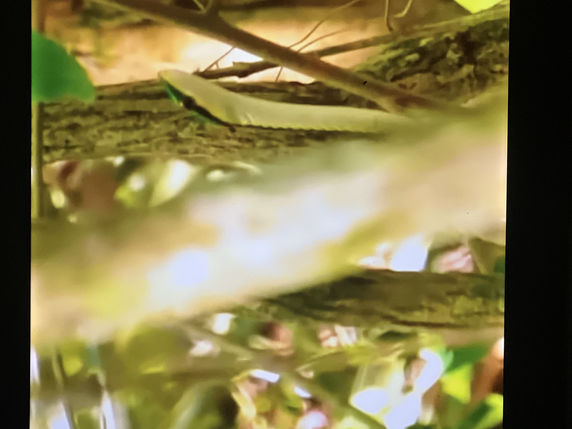 The image shows a thin green snake coiled around a tree trunk in a natural environment, possibly a forest or garden. The snake's head is visible, with a prominent green marking. The background is blurred, with hints of green foliage and brown branches. The lighting is soft and diffused, suggesting it might be daytime. There is no indication of the city of Casablanca, Morocco in this image.