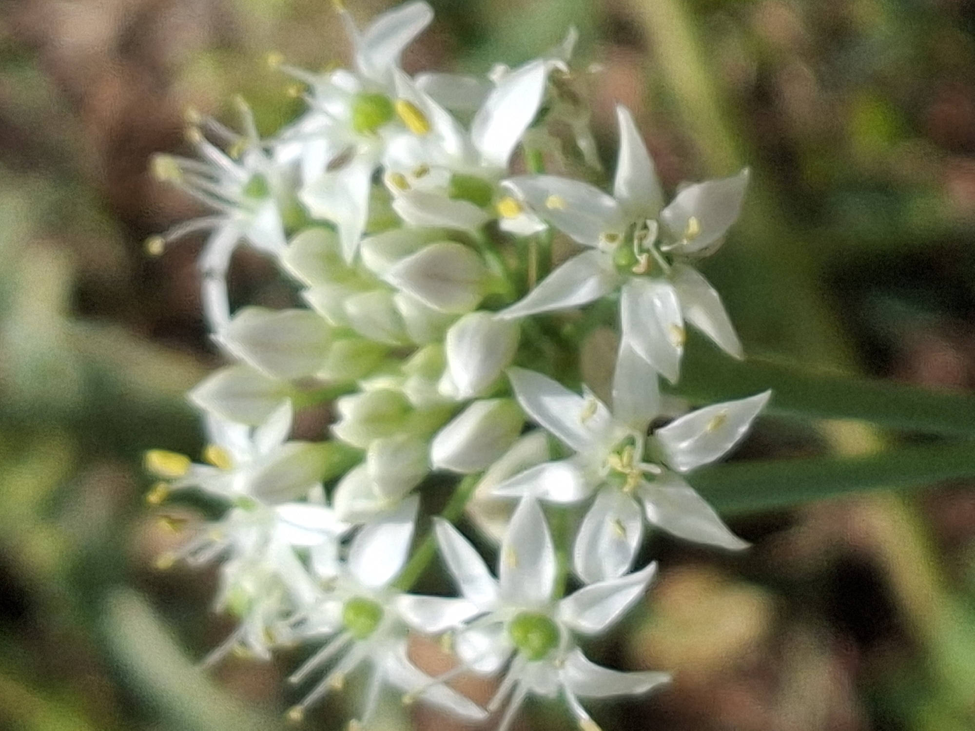 The image is a close-up, softly focused photograph of a cluster of small white flowers with yellow stamens. The flowers are arranged in a spherical inflorescence, with individual blooms opening outwards. Some buds are visible at the top of the cluster. The background is a blur of greens and browns, suggesting a natural outdoor setting. The lighting is diffuse, and there is a slight textural grain to the image. No specific location in Almaty, Kazakhstan can be determined from the visual information provided. There are no people, animals, or man-made objects depicted in the scene. The focus is entirely on the delicate structure of the flowers.