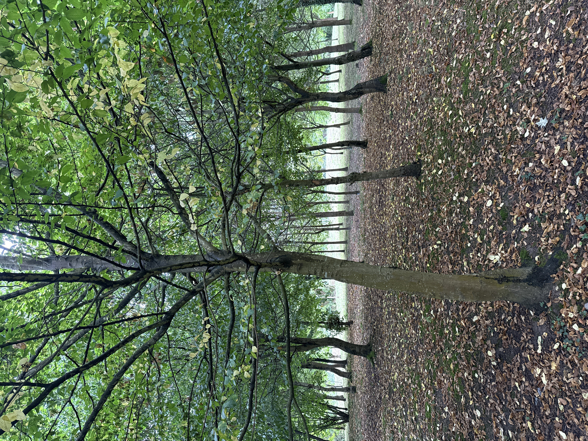 The image depicts an outdoor scene in a park or wooded area, likely during autumn, given the abundance of fallen leaves on the ground. The foreground is dominated by a thick carpet of brown and tan leaves, interspersed with patches of green moss and low-lying vegetation. Several trees are visible, with slender trunks and branches that extend upwards, forming a canopy of green and yellowing leaves. The tree in the immediate foreground is prominent, with a textured greyish-brown bark and a gnarled appearance. In the background, a dense arrangement of trees creates a sense of depth, with their trunks appearing as vertical lines receding into the distance. The overall lighting suggests an overcast or diffused daylight condition. The scene does not contain any people or overt human activity. The environment appears natural and somewhat unkempt, characteristic of a park setting. There are no identifiable landmarks or architectural elements that would directly suggest a specific location within Oviedo, Spain.