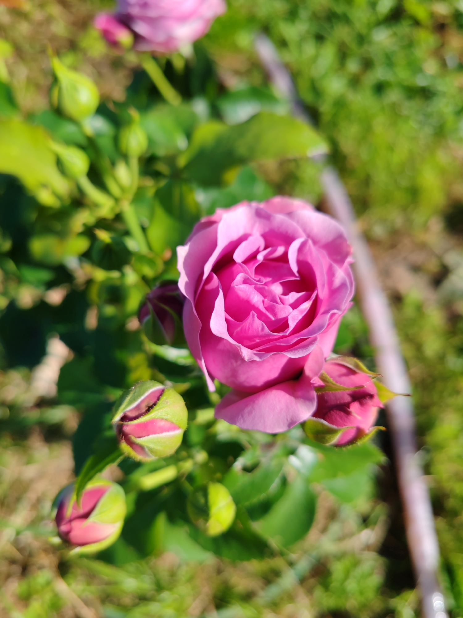 A close-up, high-angle shot captures a vibrant pink rose in full bloom, dominating the center of the frame. The rose exhibits delicate, layered petals and a slightly unfurled appearance, bathed in natural light. Surrounding the main bloom are several rosebuds in various stages of development, their green sepals tinged with pink. The background consists of lush green foliage and a blurred, light-colored object that could be a garden hose or a fence post, suggesting an outdoor setting. The overall impression is one of natural beauty and the promise of further blooming. The image does not provide any information about the city of Чухлэм, Russia, or any people or actions occurring within it.