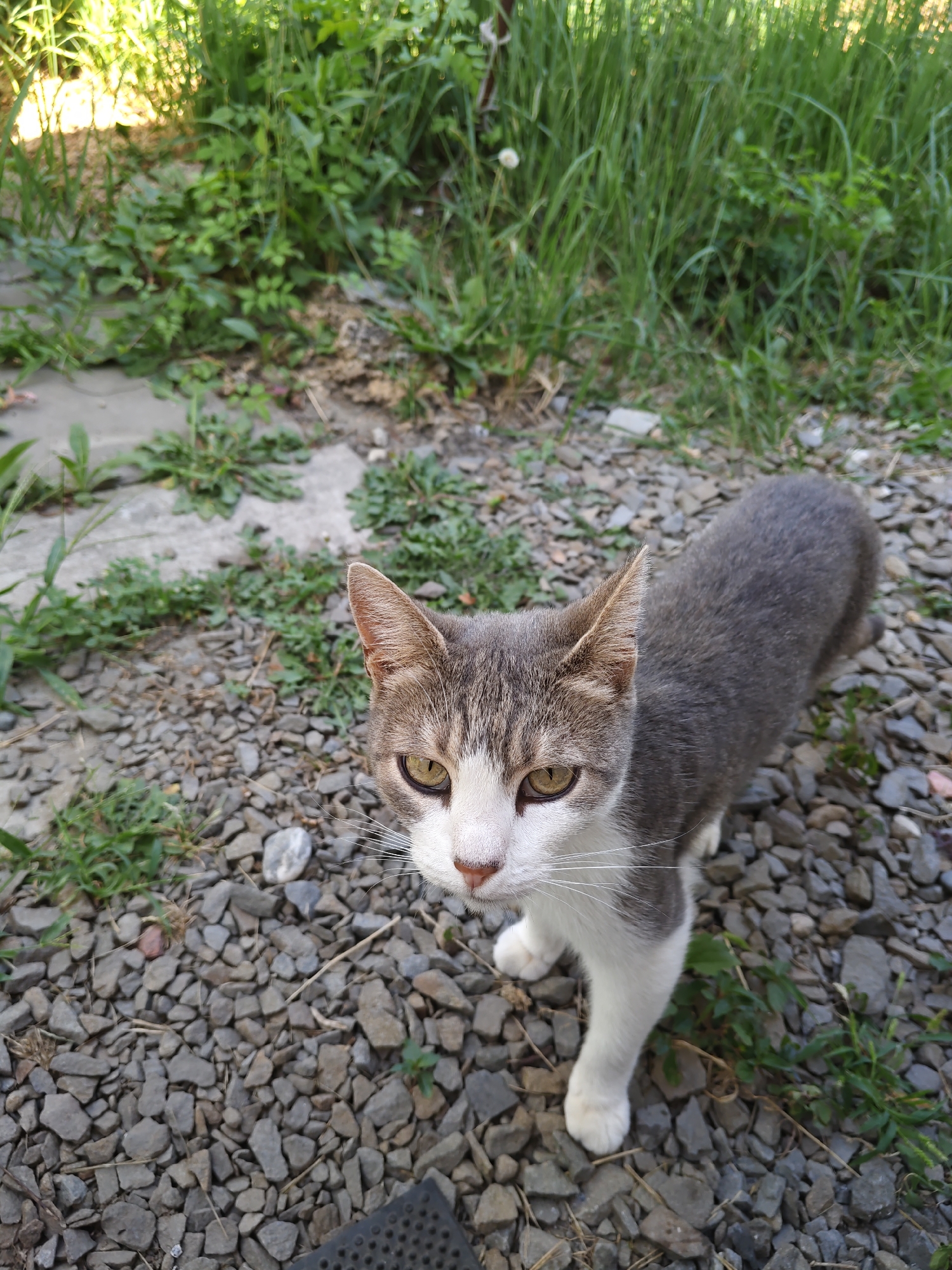 The image depicts a gray and white cat standing on a gravel path outdoors, with lush green grass and foliage in the background. The cat is looking directly at the camera with yellow eyes. The scene appears to be in a yard or garden area. There are no people visible in the image.