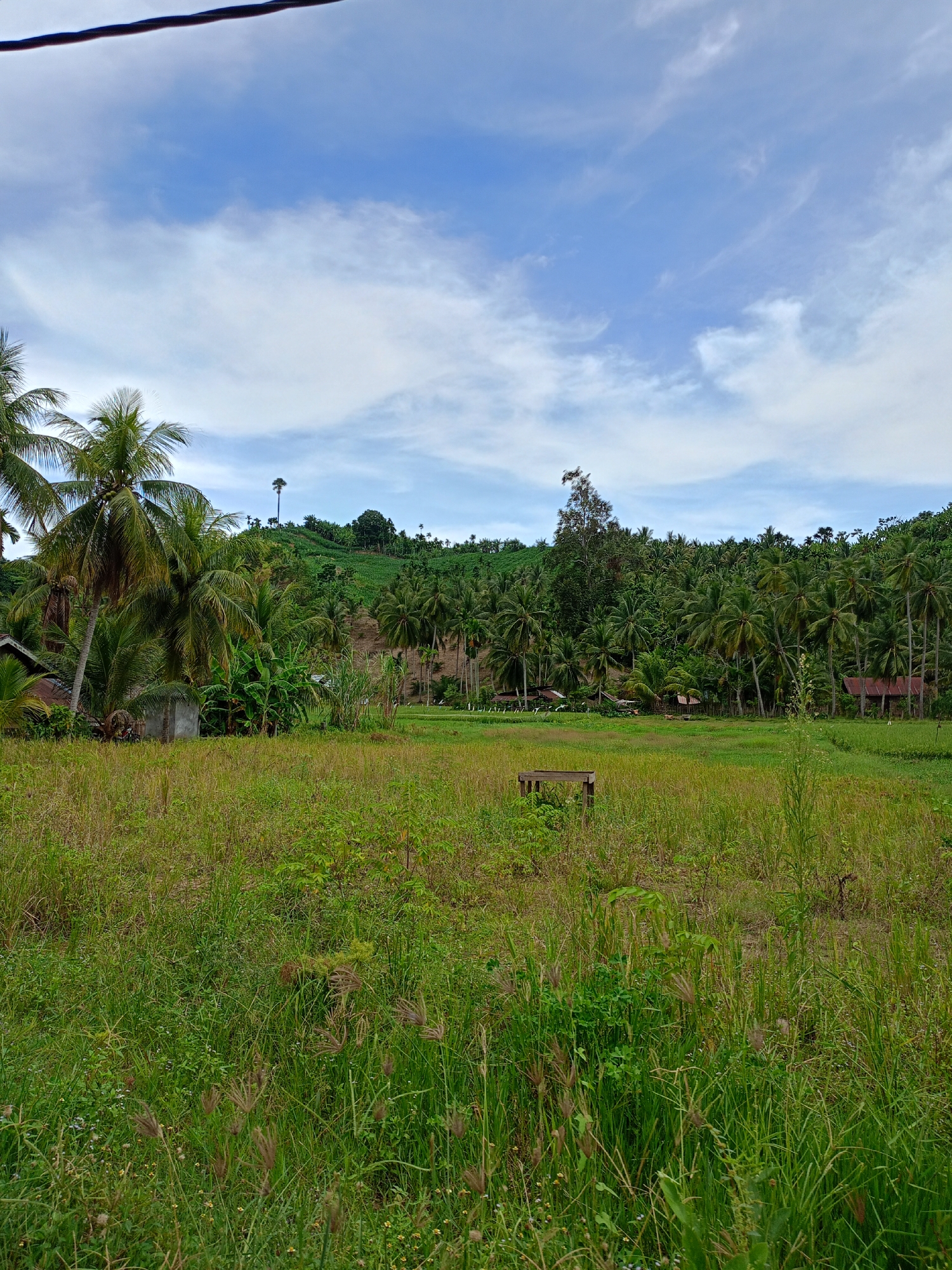 The image depicts a rural scene in Palohpanyang, Indonesia. The foreground is filled with tall, unkempt grass and vegetation. In the midground, there's a rice paddy that appears to be fallow, with a small wooden structure (possibly a simple bench or platform) partially visible. Scattered houses and sheds are interspersed amongst the dense vegetation. In the background is a small, green hill densely populated with coconut palm trees and other tropical foliage. The sky is light blue with scattered white clouds. A powerline is partially visible at the top of the image.
